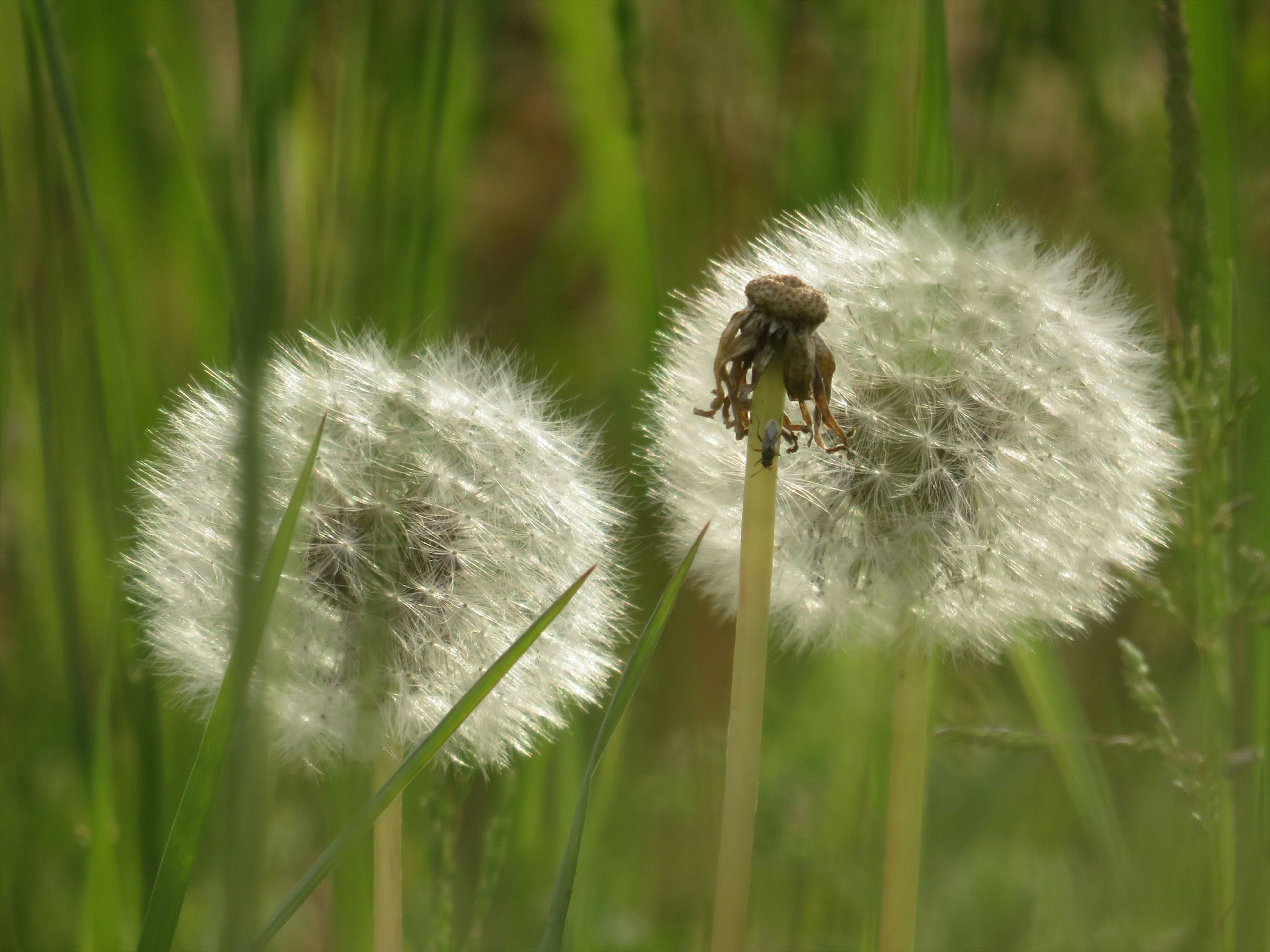 Zwei Löwenzahn-Samenköpfe umgeben von grünem Gras