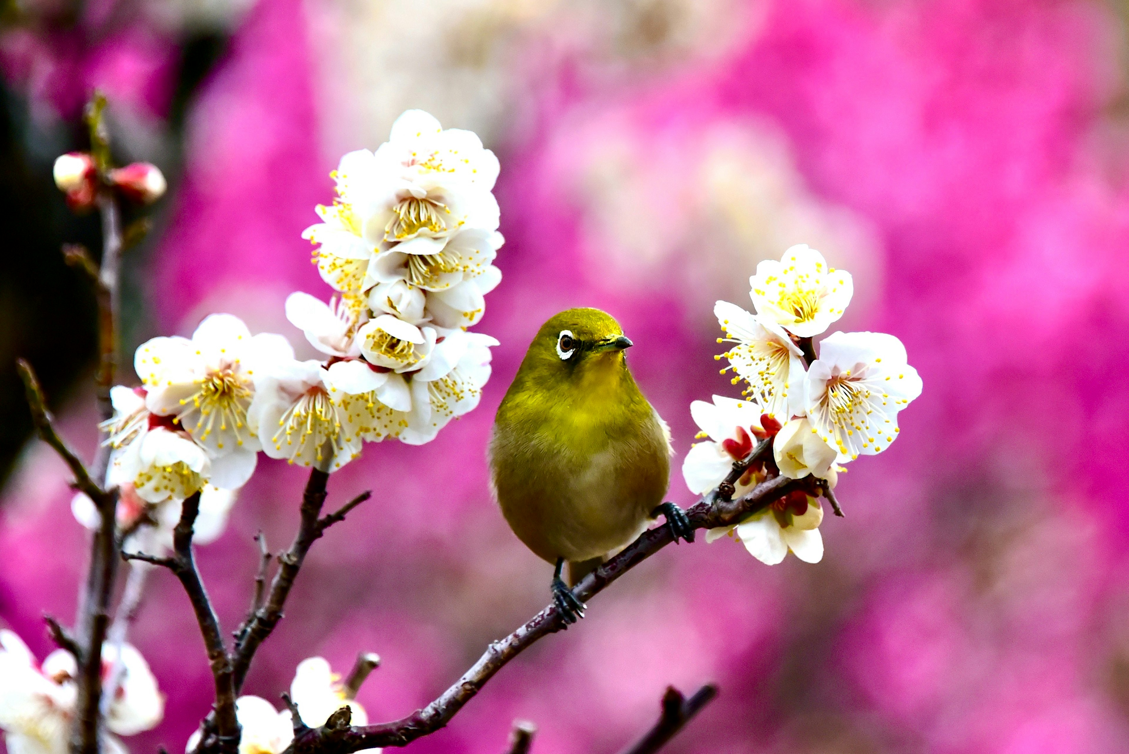 Un petit oiseau vert perché sur une branche avec des fleurs blanches devant un arrière-plan de fleurs roses