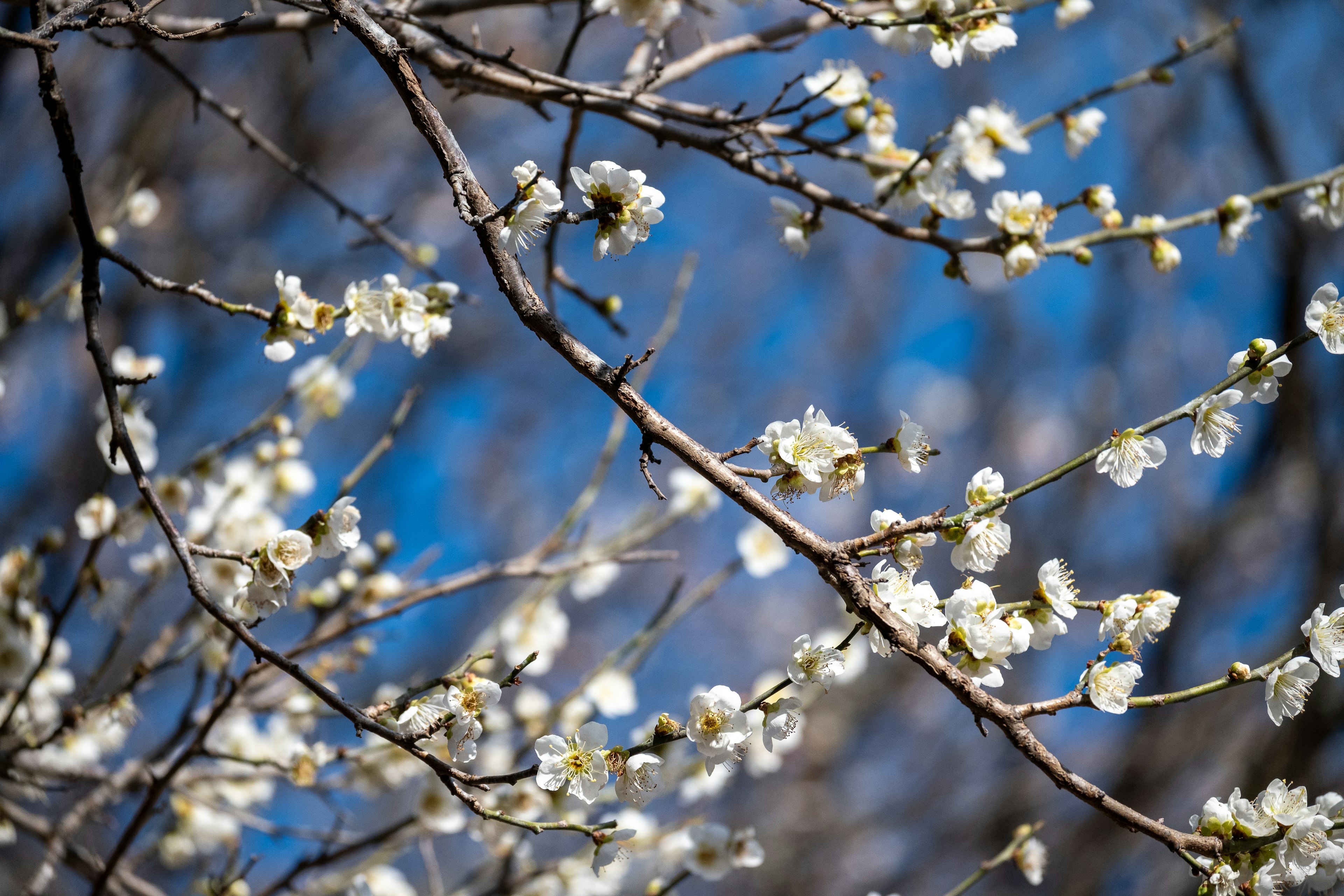 Branches with white flowers against a blue sky