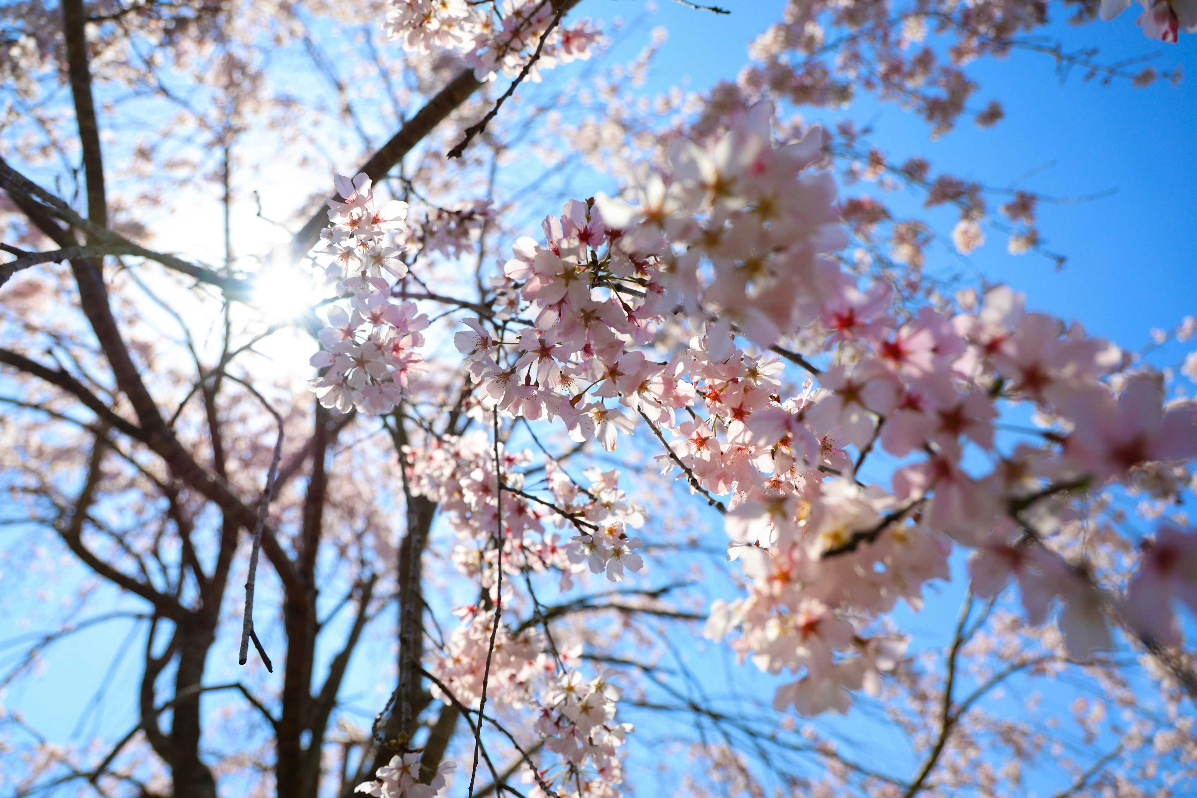 Fleurs de cerisier en fleurs sous un ciel bleu clair avec de la lumière du soleil