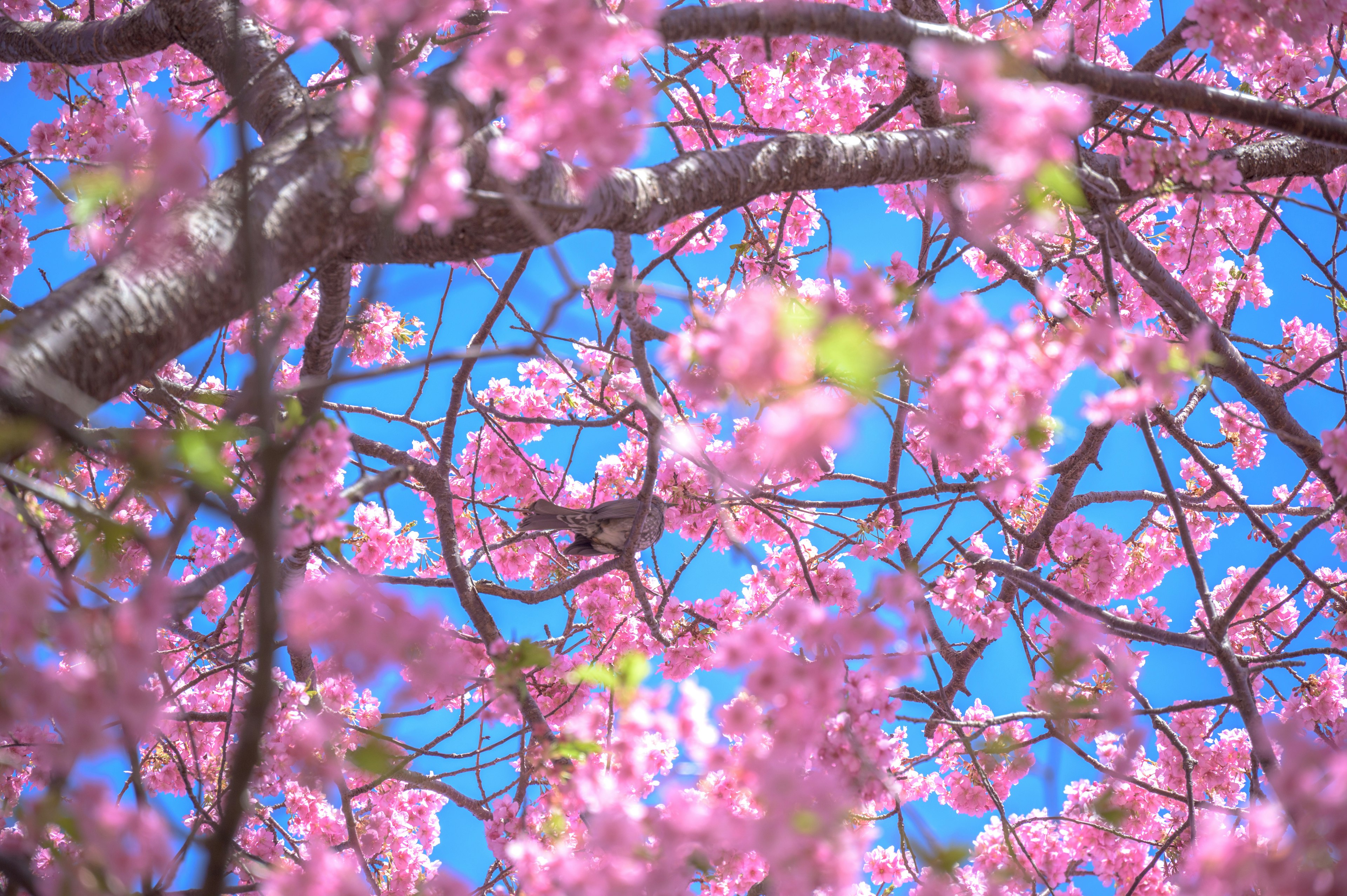 青空の下に咲く桜の花とその間にいる小鳥