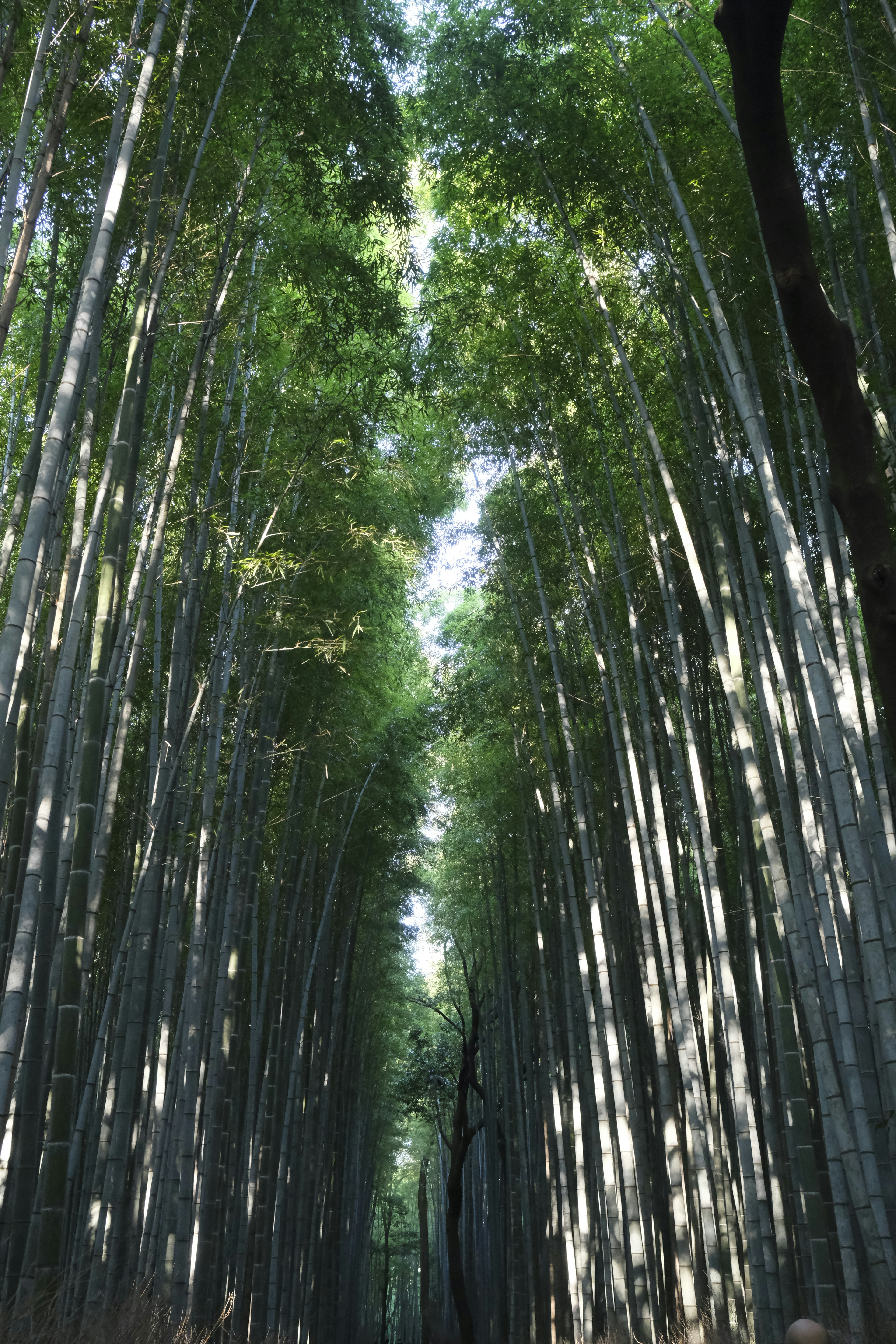 Pemandangan ke atas melalui hutan bambu Batang bambu tinggi dengan daun hijau subur