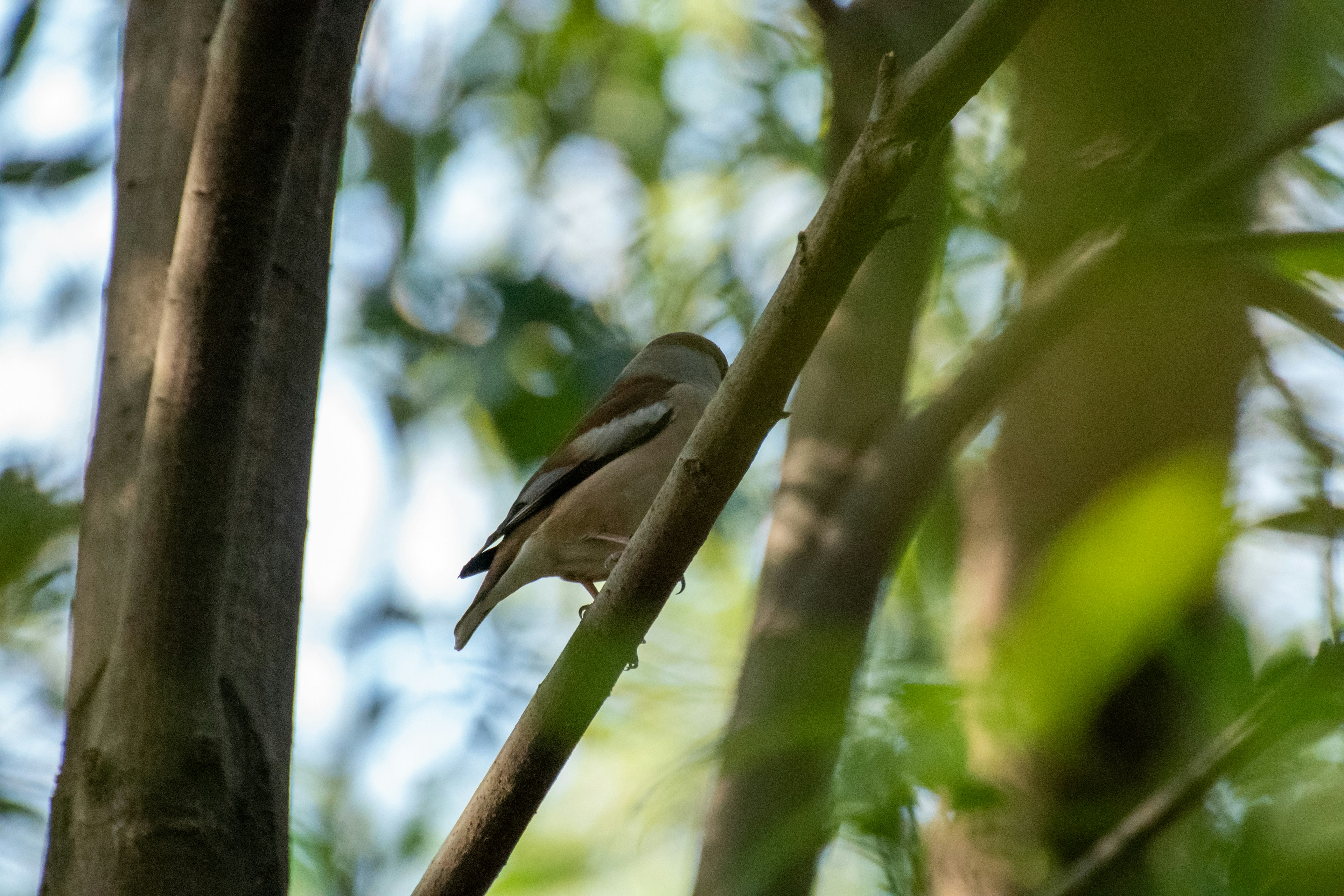 A small bird perched on a branch with a green background