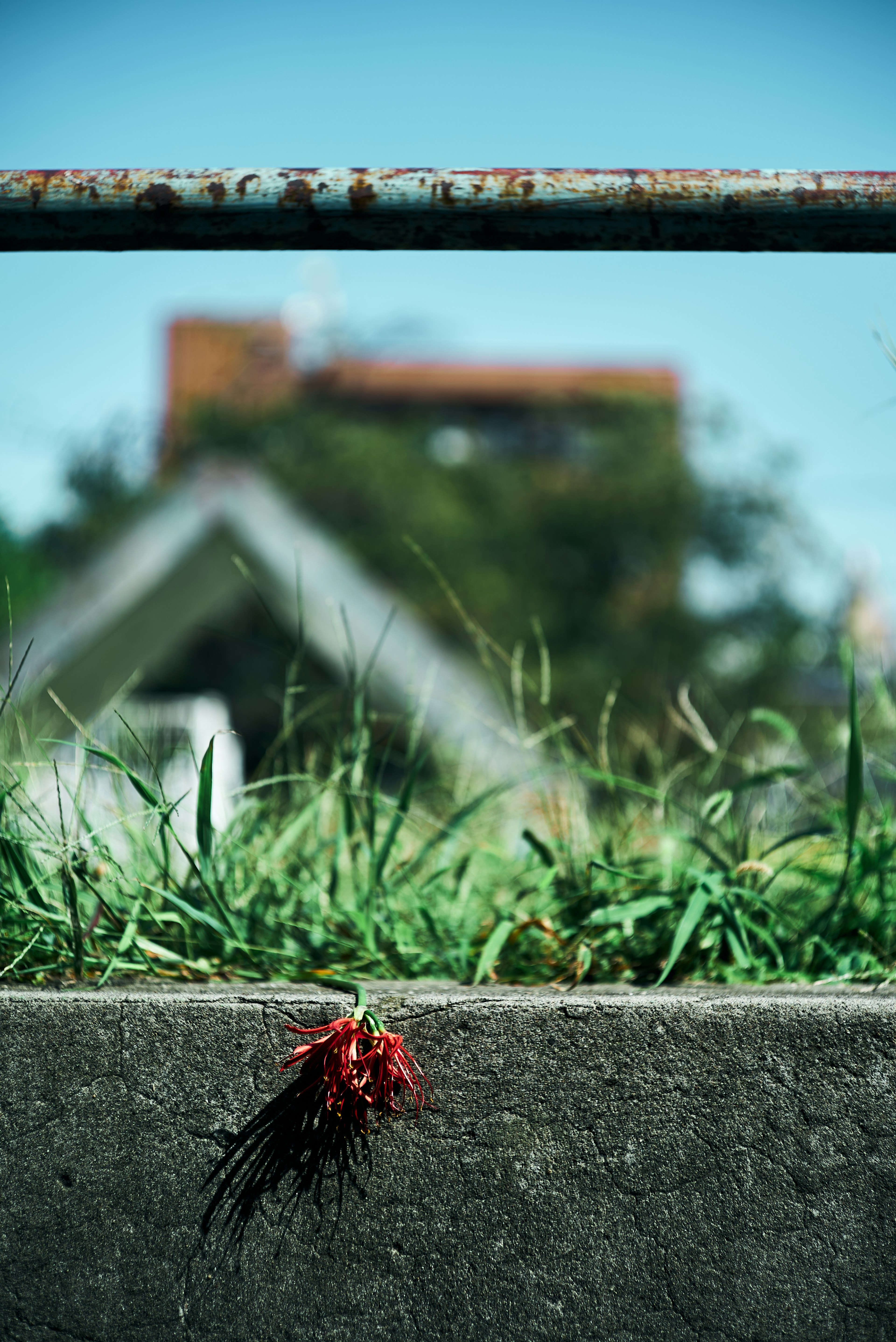 A close-up of a red flower among green grass with a blurred house in the background