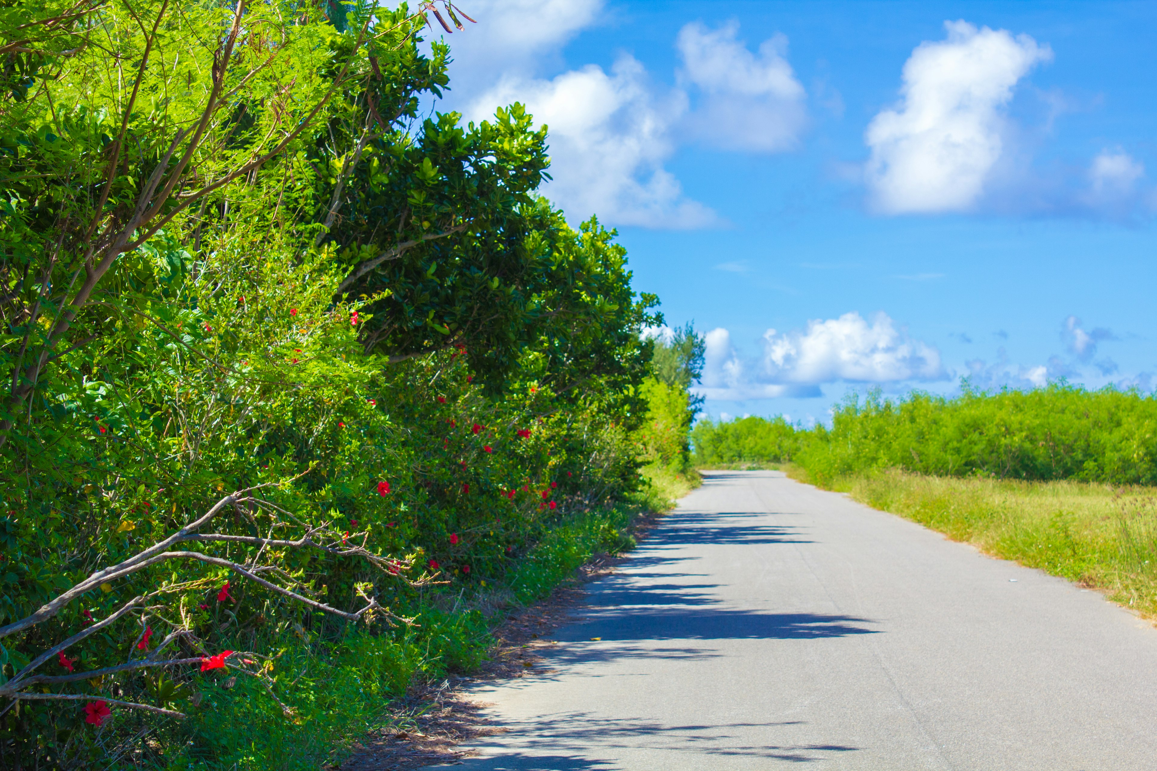 青空と緑の植物に囲まれた静かな道路の風景