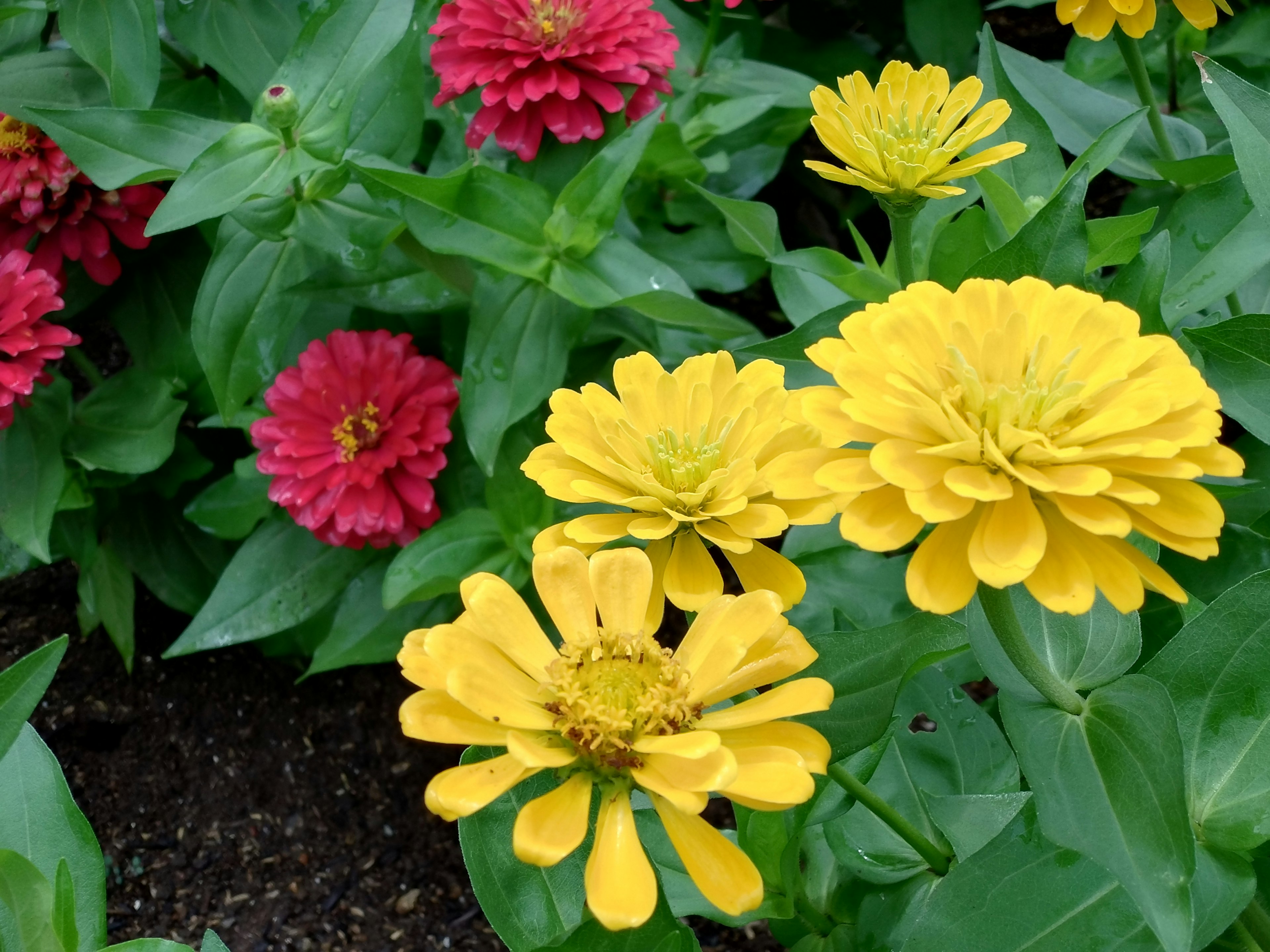 Vibrant yellow zinnia flowers alongside red zinnia flowers in a garden setting