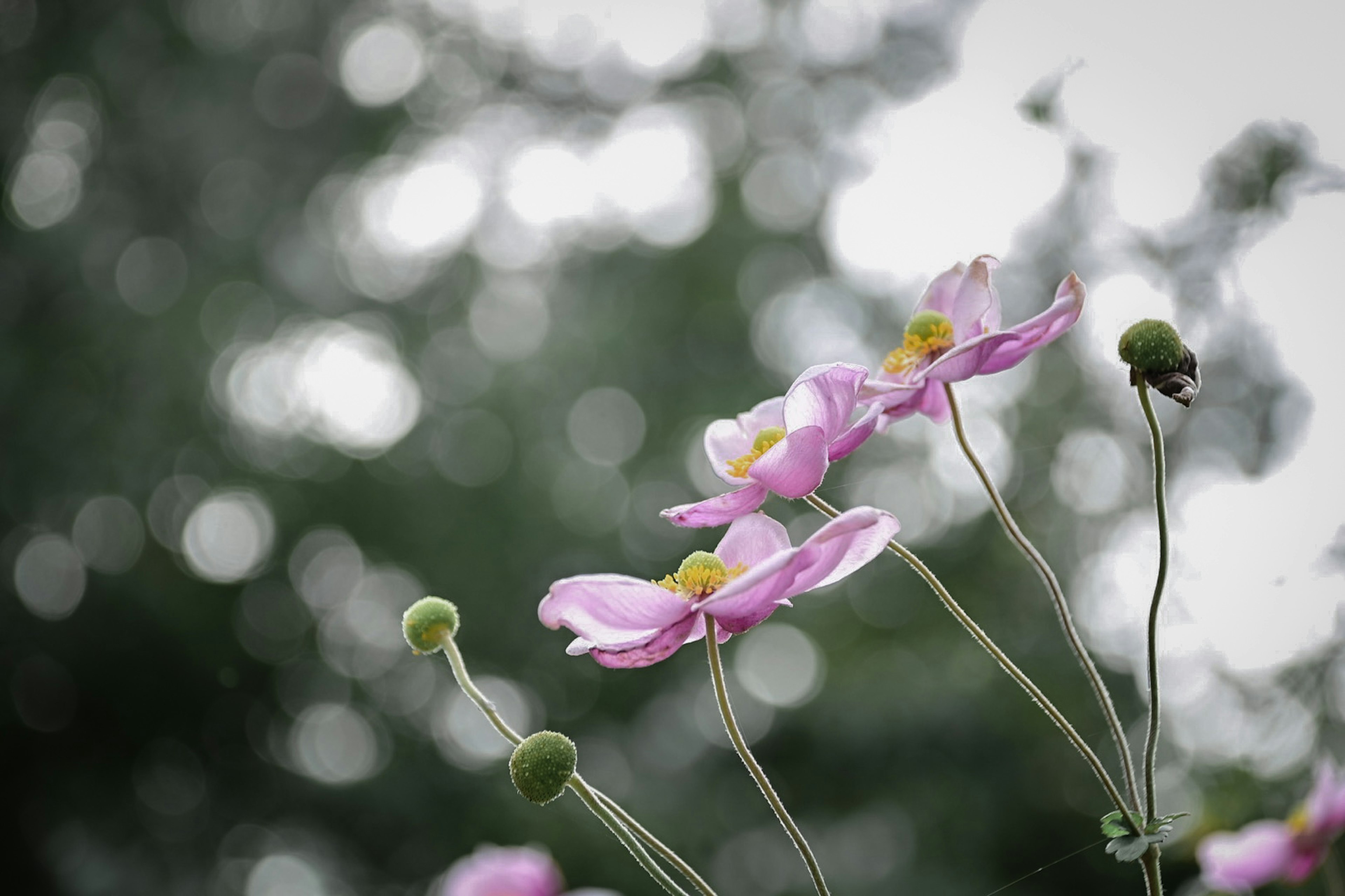 淡いピンクの花と緑色のつぼみが背景のぼかしとともに映える風景