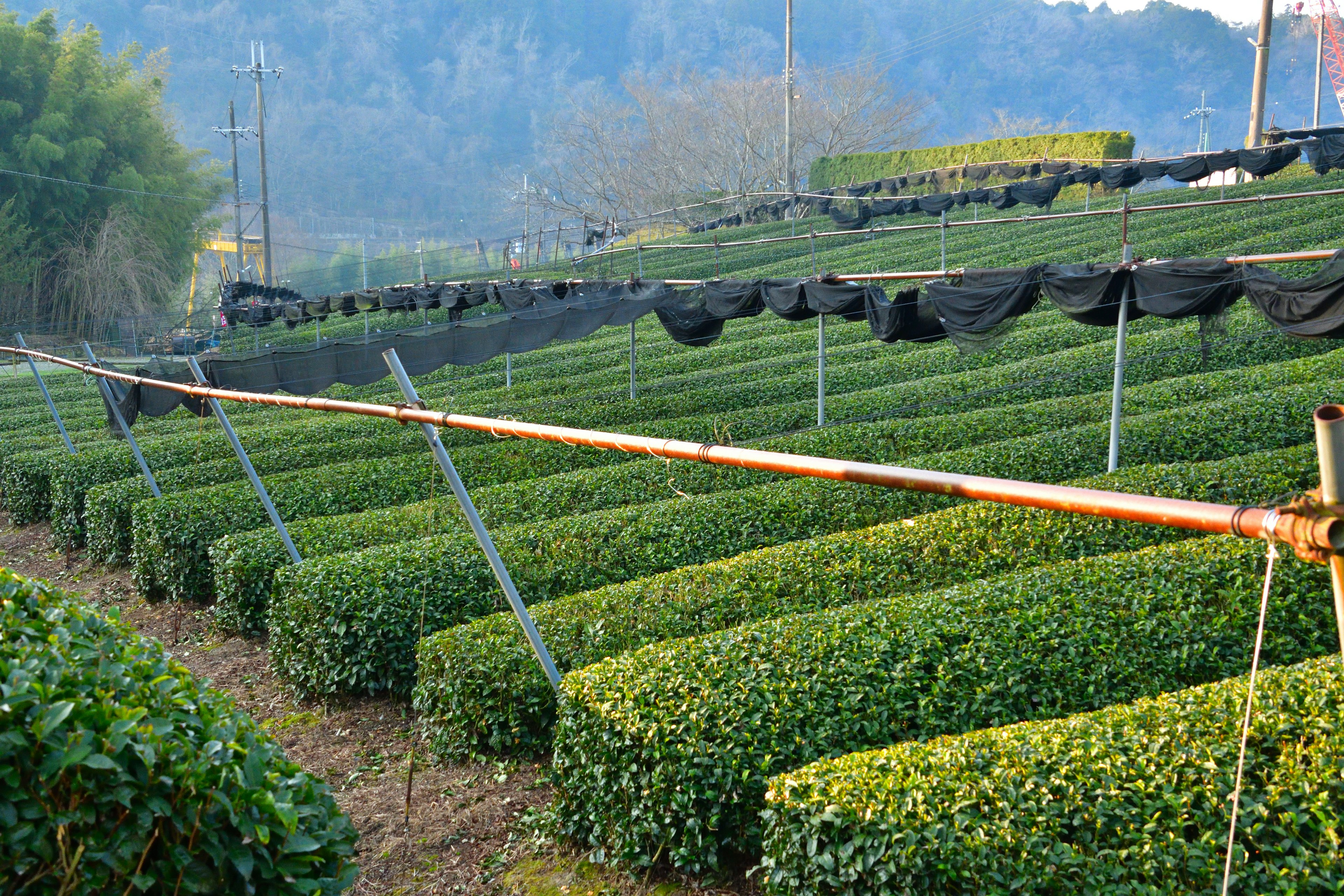 A scenic view of a tea plantation with neatly arranged green tea bushes