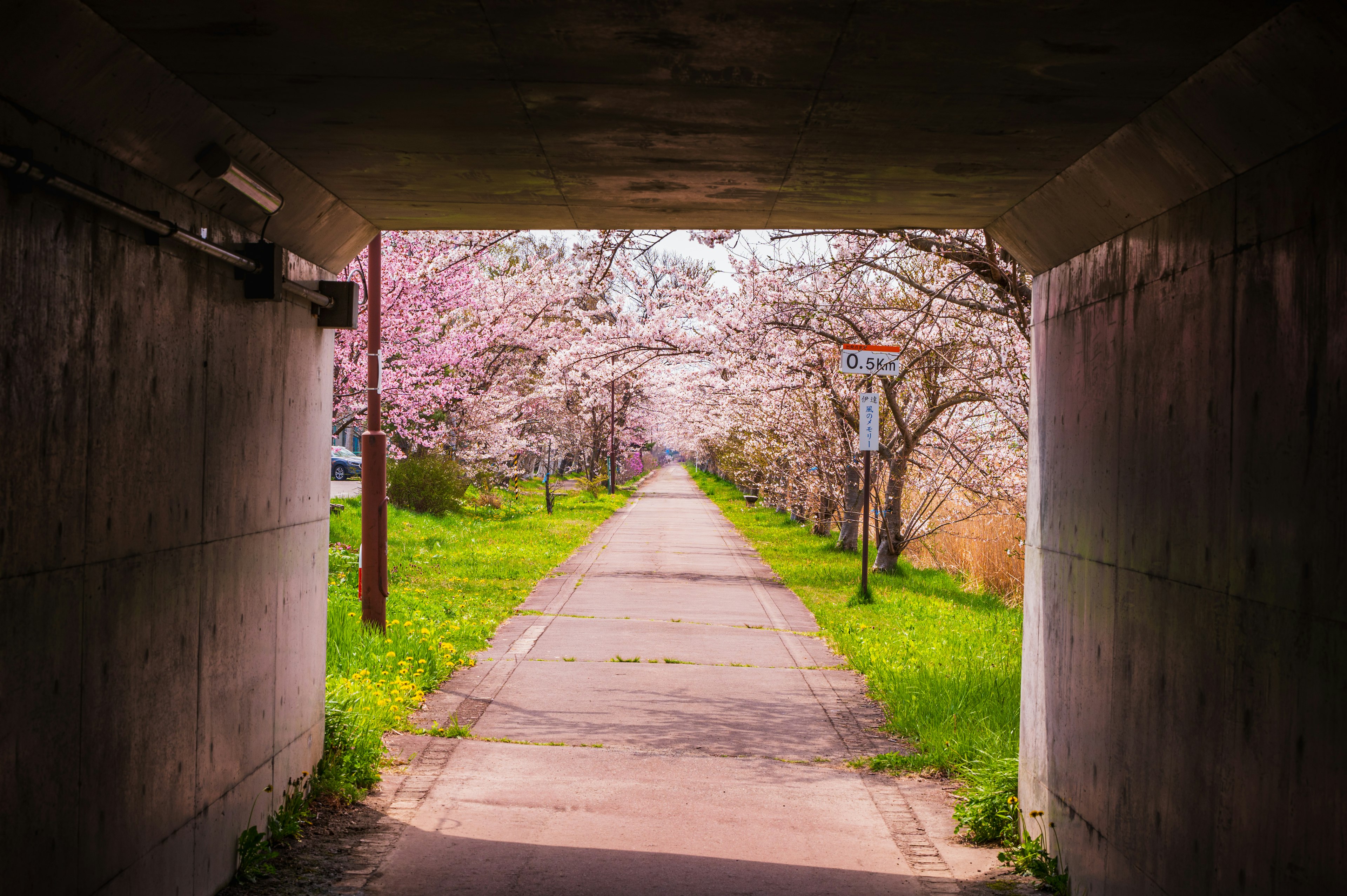 A pathway lined with cherry blossom trees seen through a tunnel