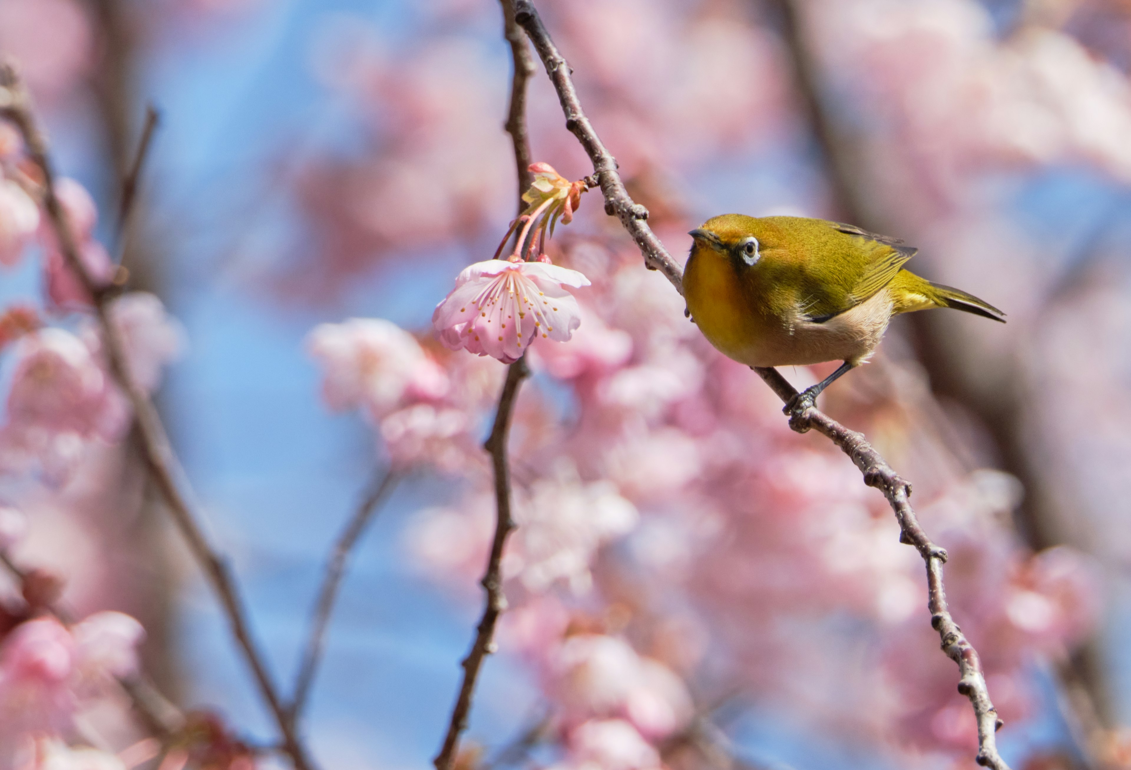 Burung kuning kecil bertengger di cabang bunga sakura