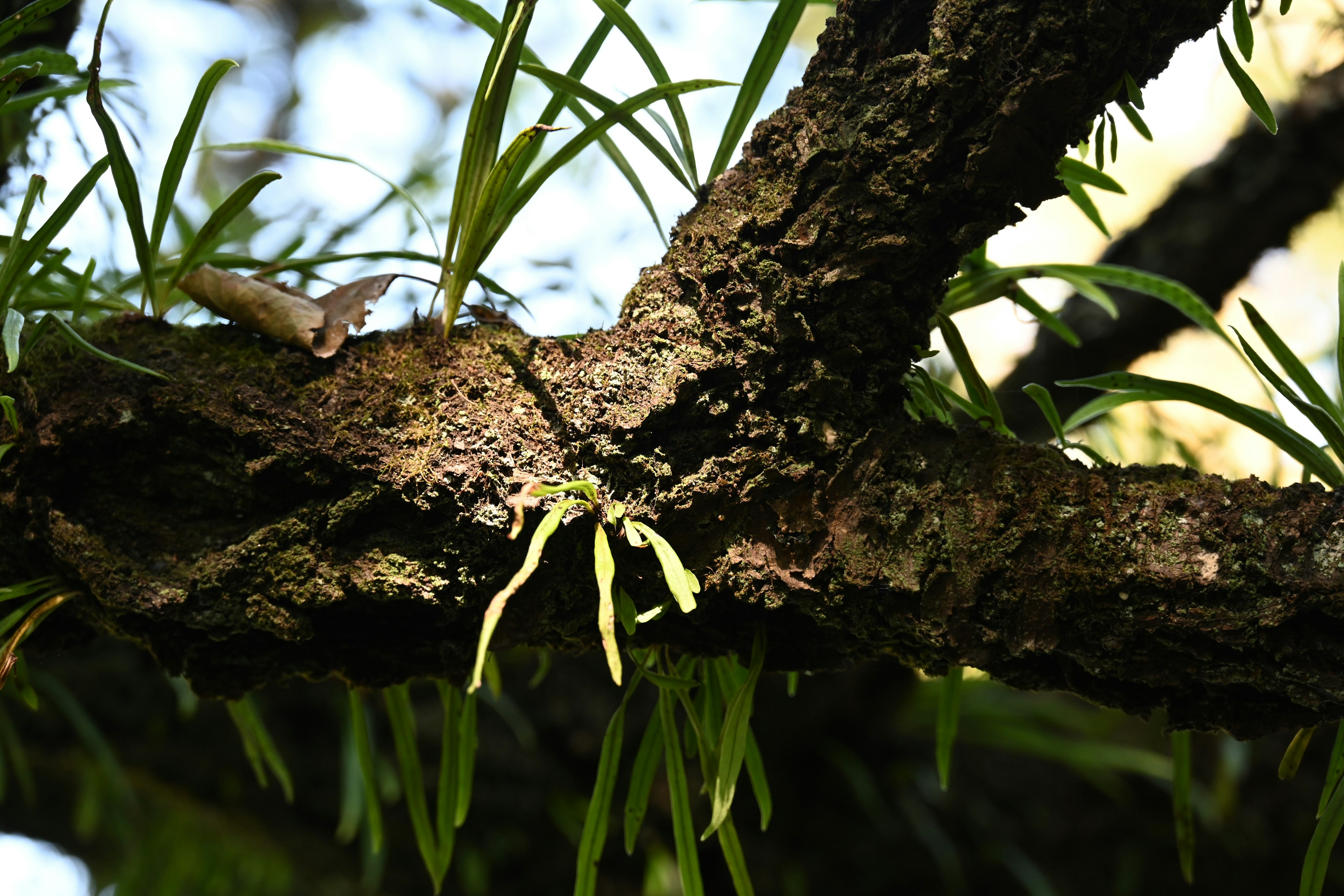 Acercamiento de una rama de árbol con hojas verdes y brotes delgados