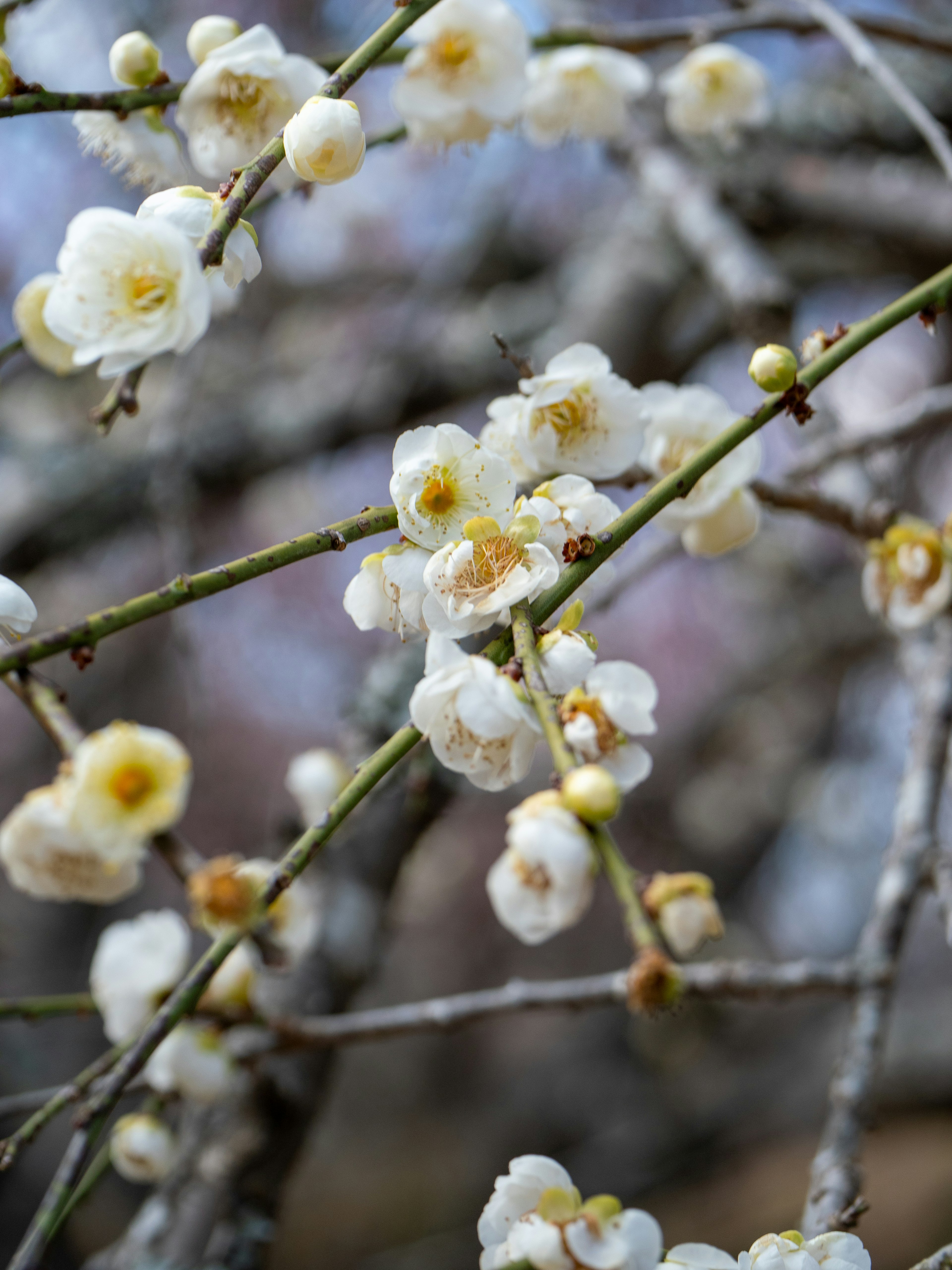 Close-up of blooming white plum flowers on branches