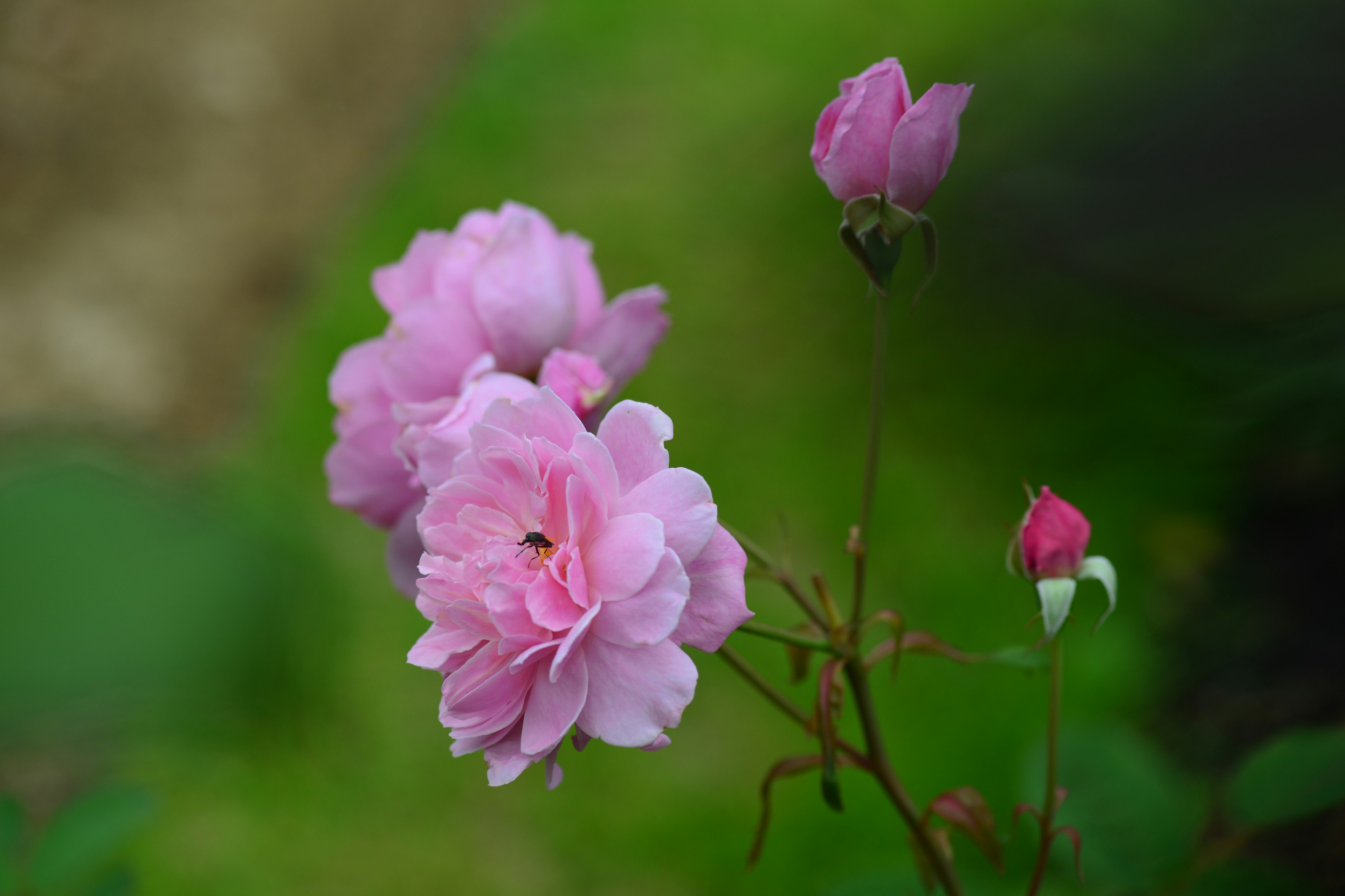 Fleurs de roses roses en pleine floraison dans un jardin