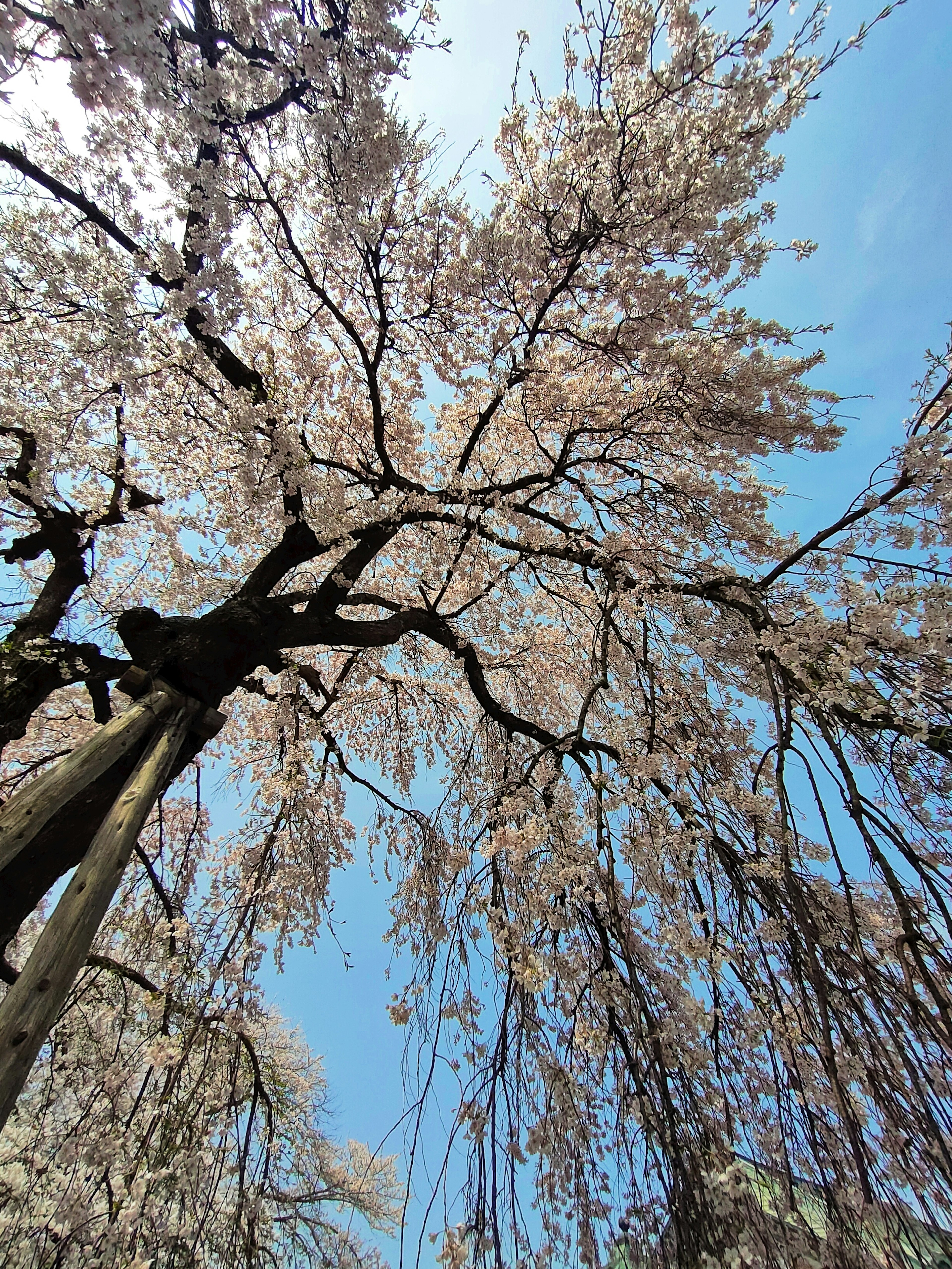 青空の下に咲く桜の木の写真 しだれ桜の花が美しく垂れている