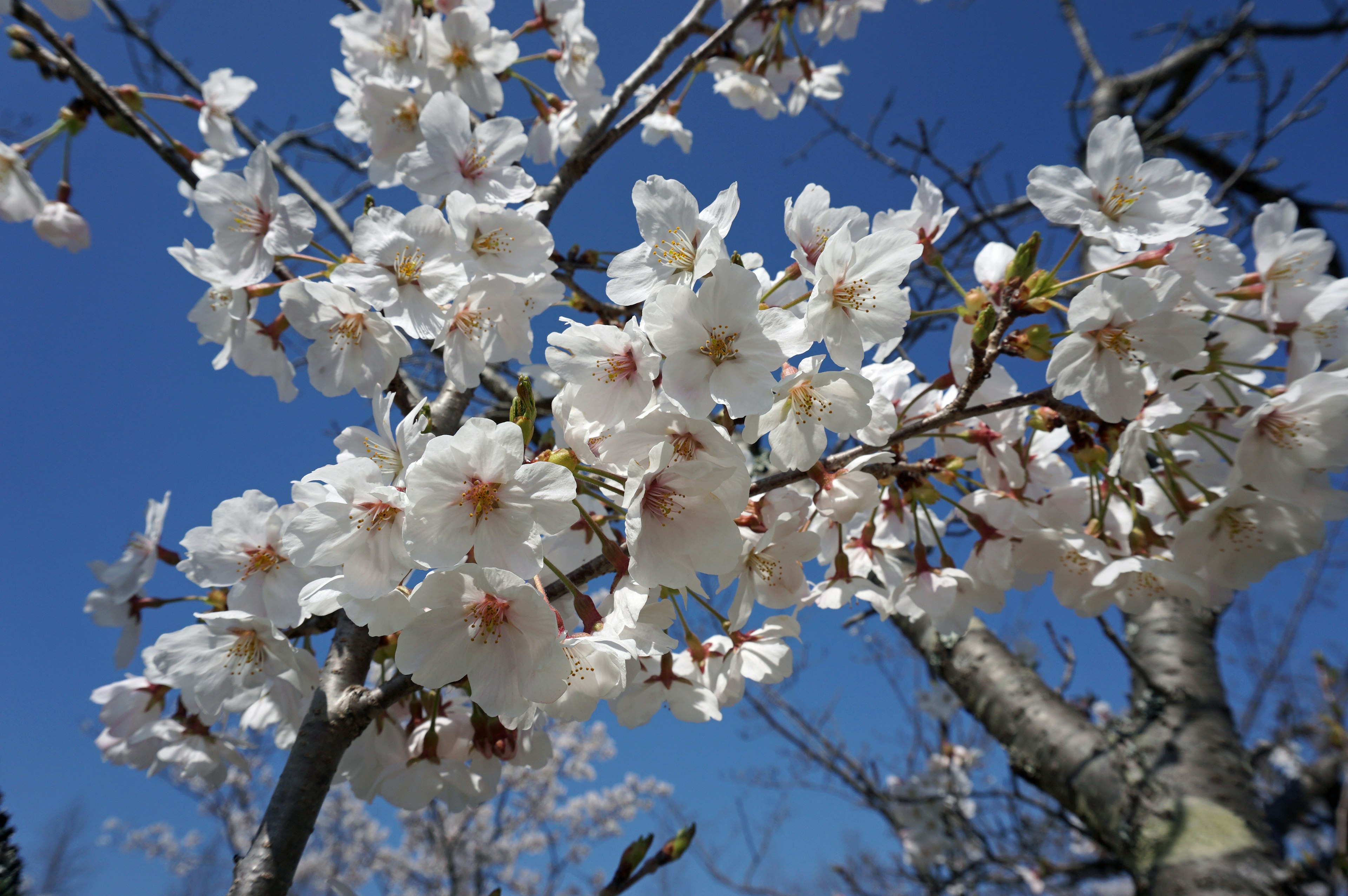 Fleurs de cerisier blanches sous un ciel bleu