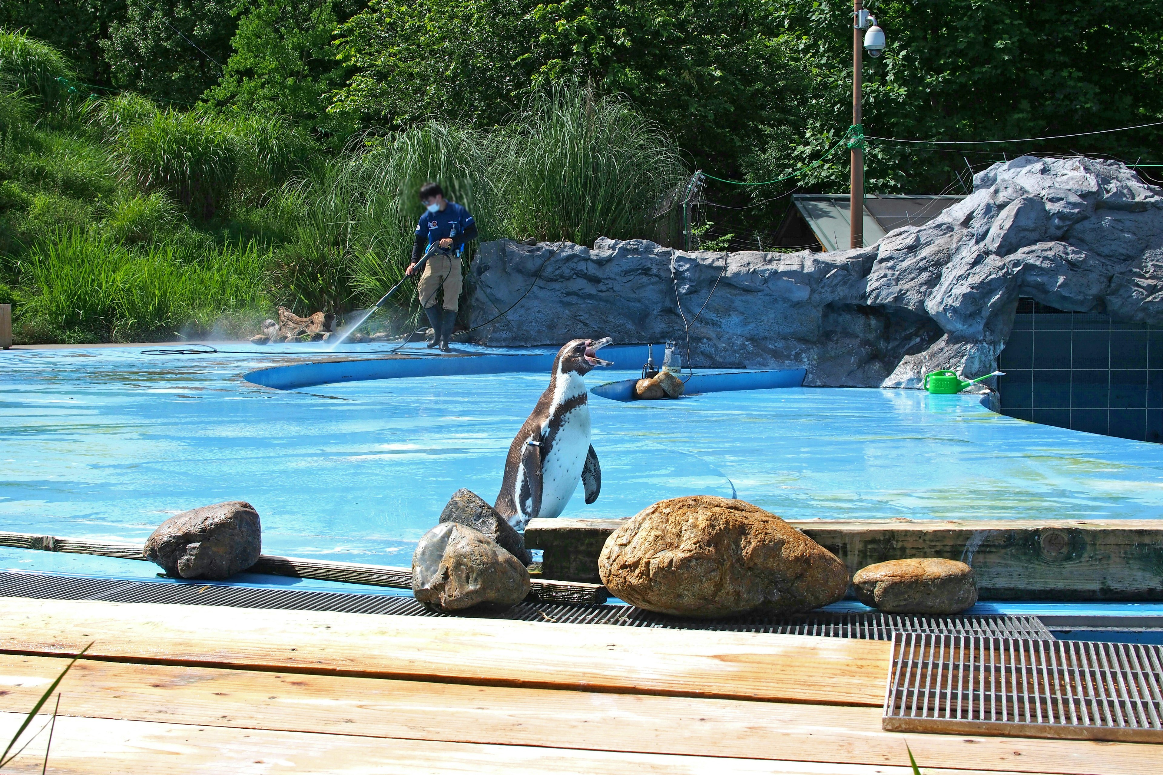 Escena de un animal jugando junto a una piscina con un cuidador