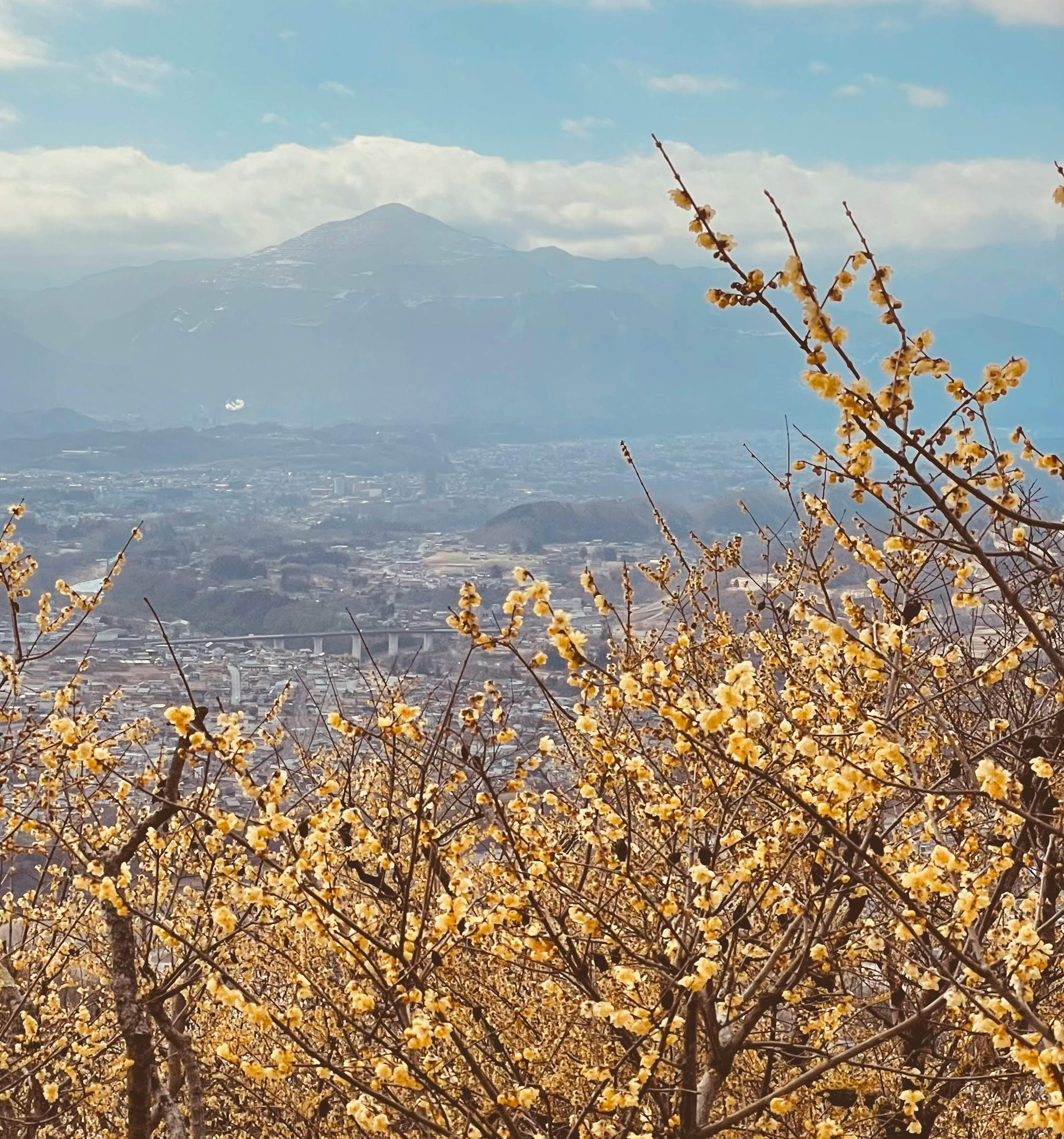 Panoramablick auf Berge und blühende Blumen