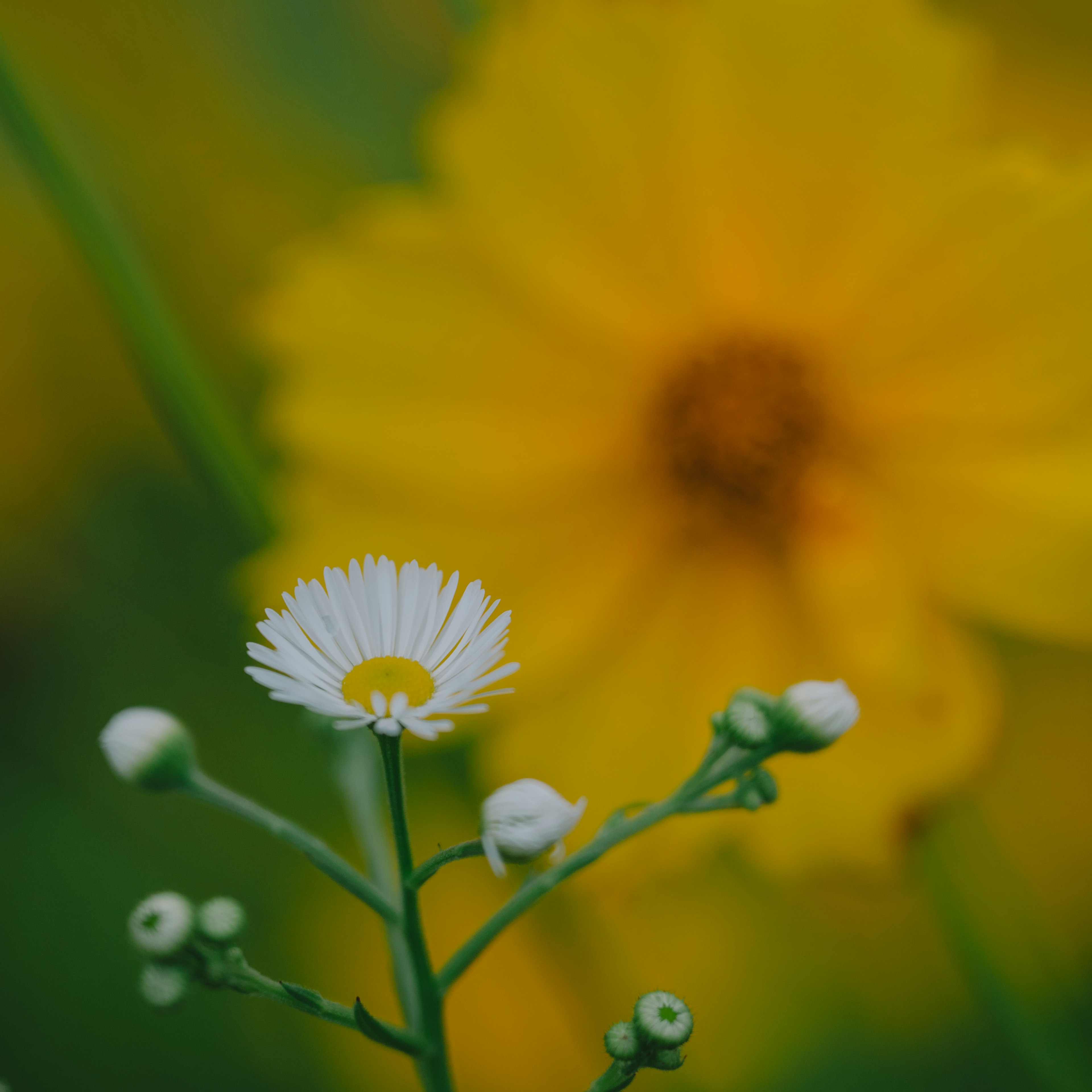 Fiore bianco a fuoco con sfondo di fiore giallo sfocato