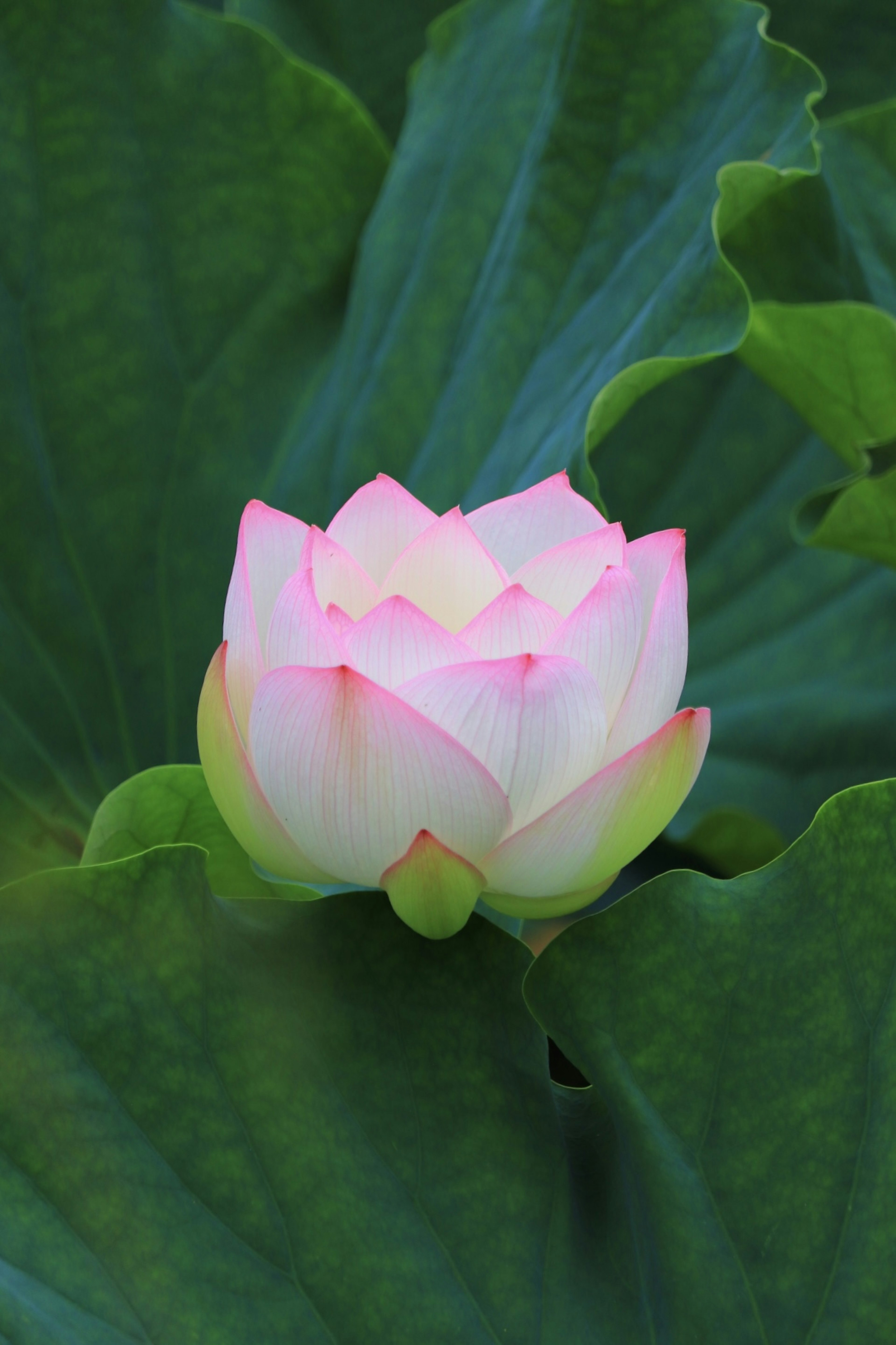 Pink lotus flower blooming on green leaves