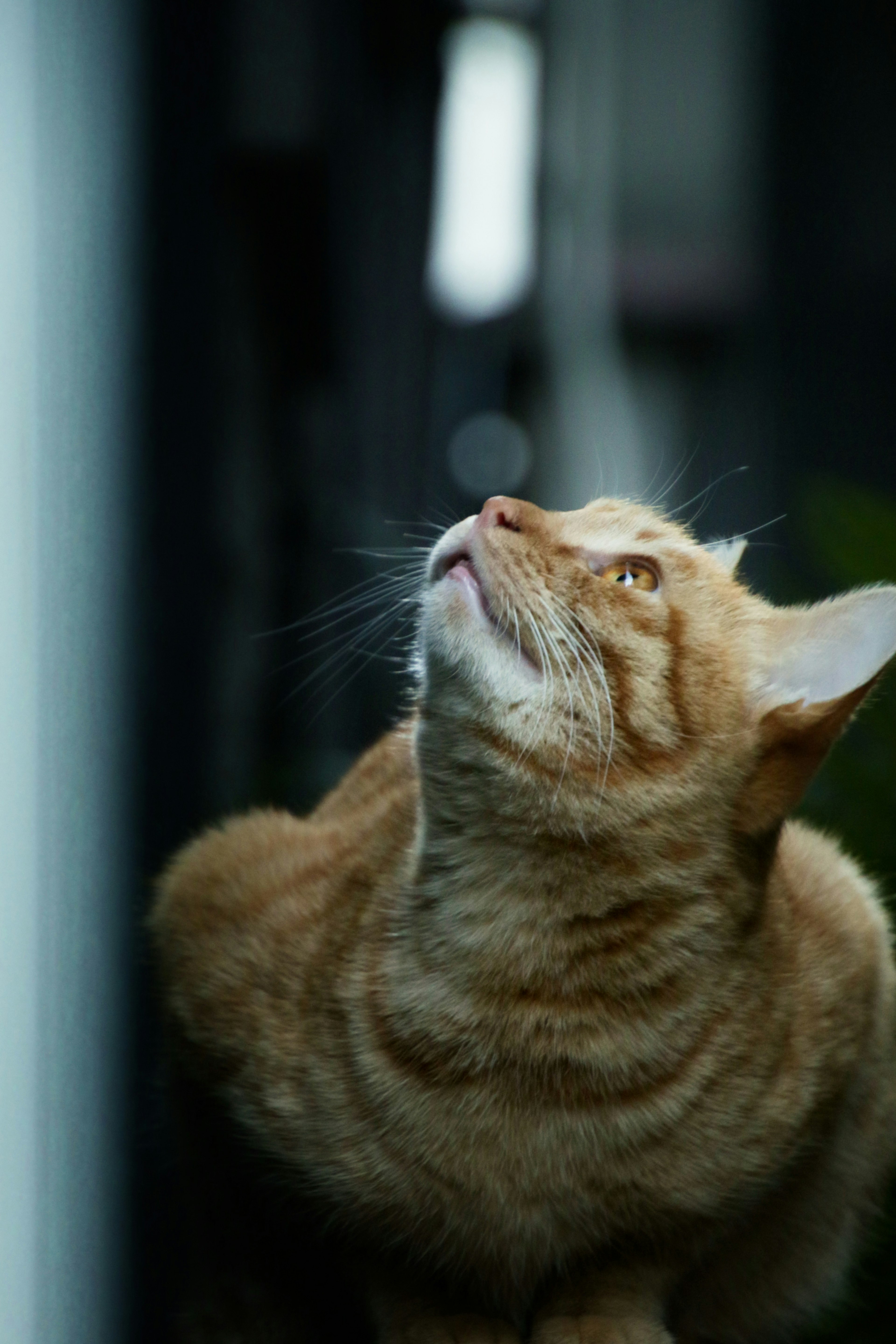 Orangefarbige Katze schaut neugierig nach oben