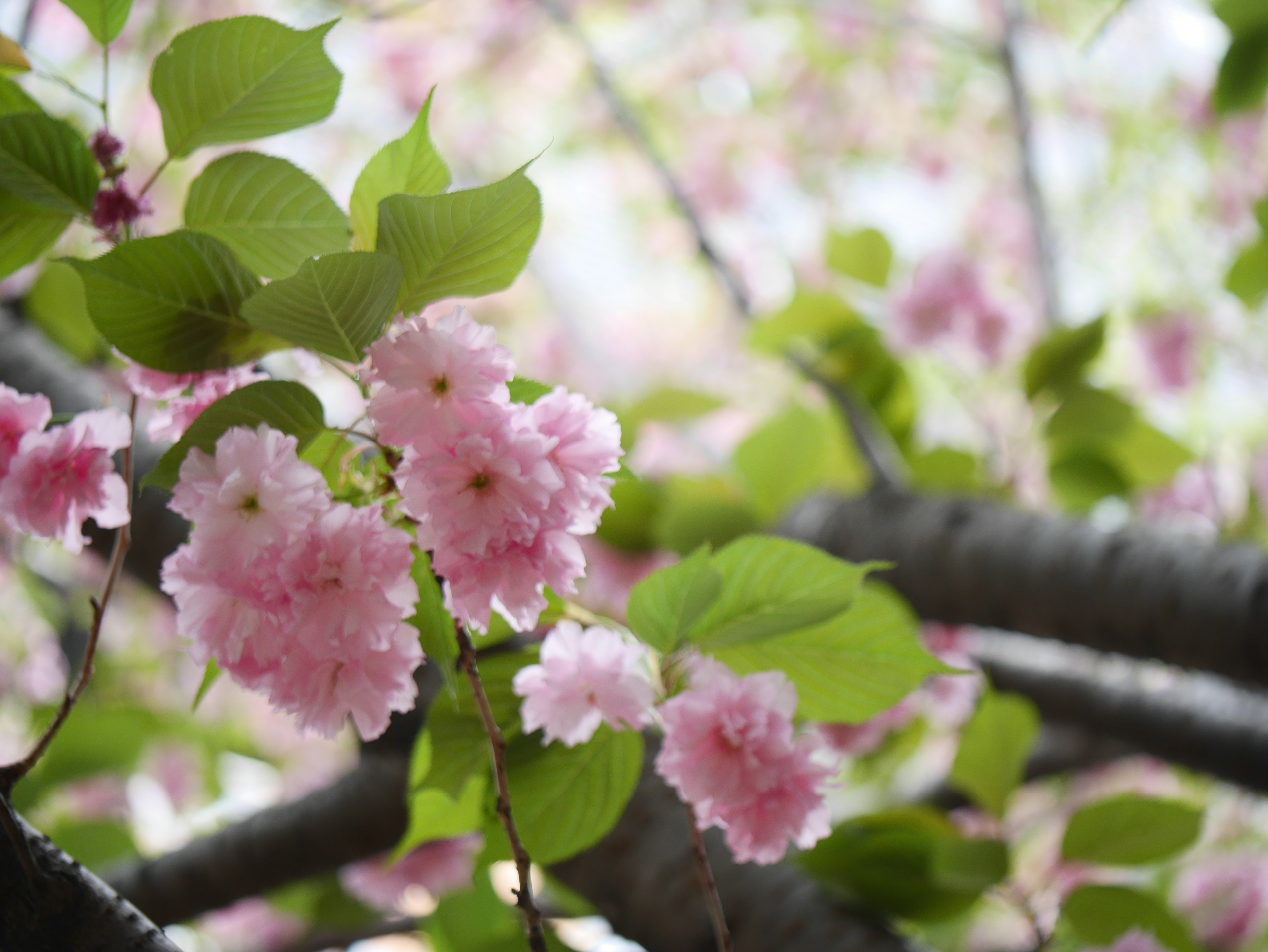 淡いピンクの花と緑の葉が特徴的な桜の木の近接写真