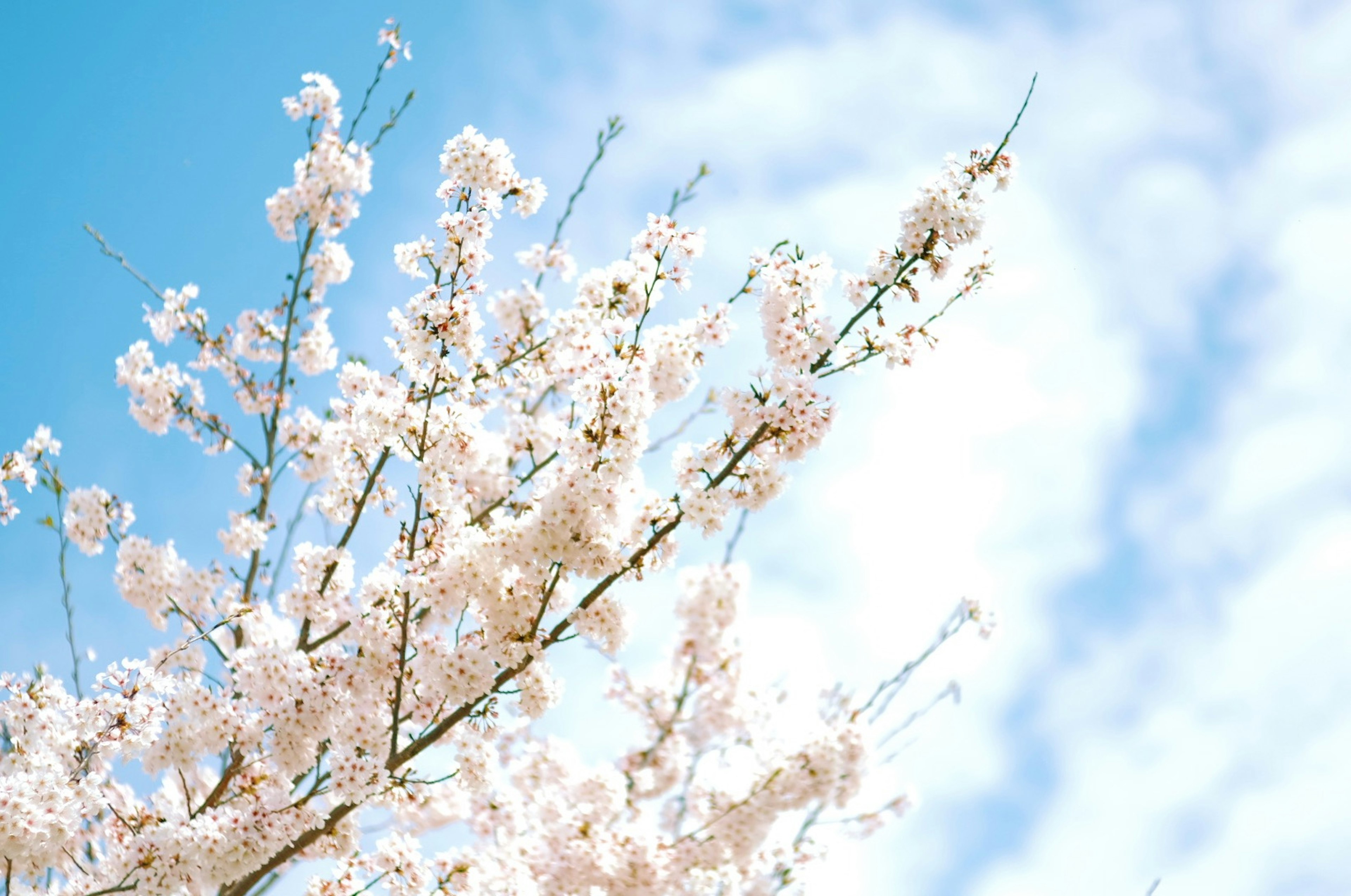 青空の下で咲く桜の花が満開の枝