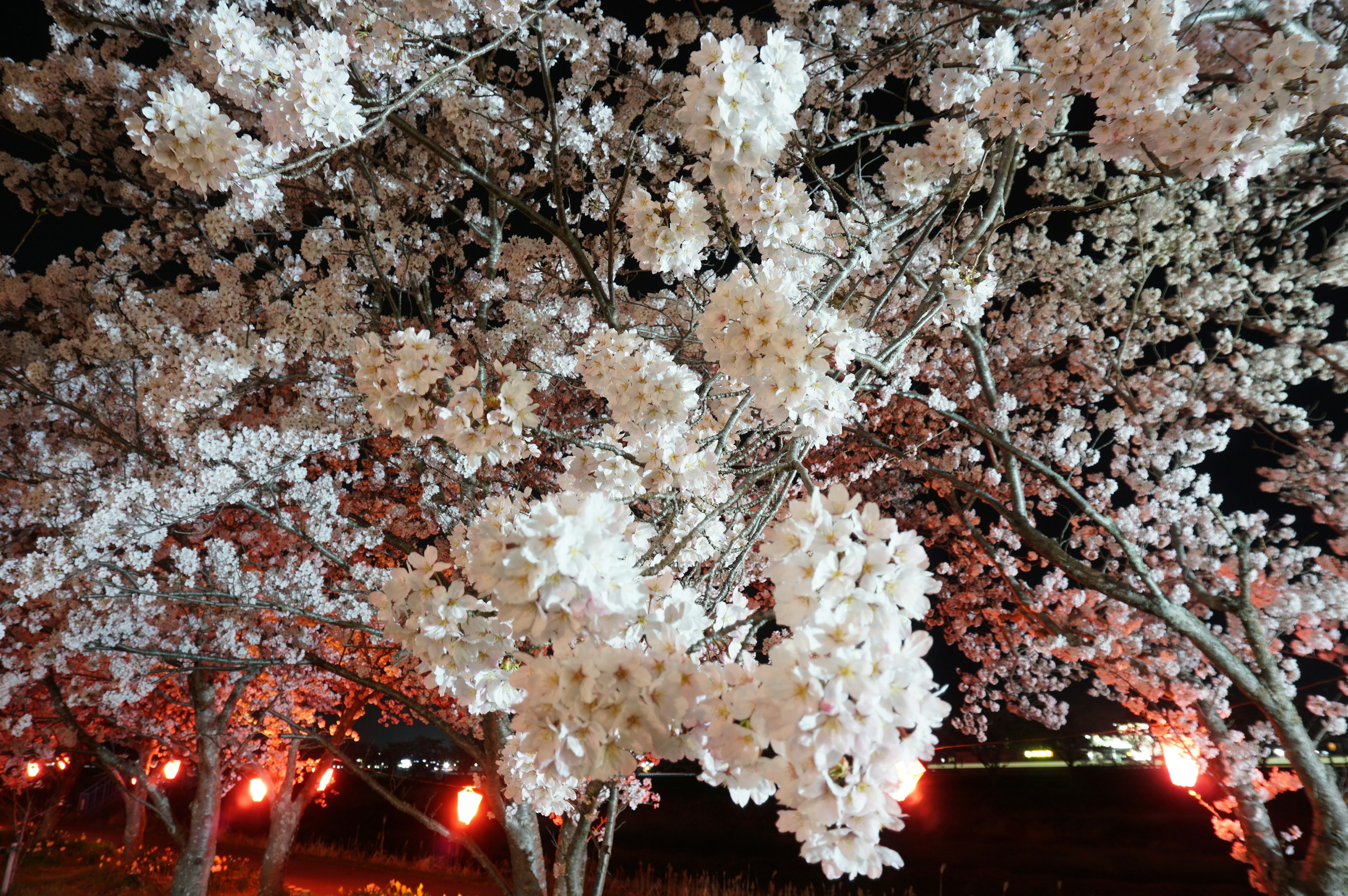 Kedekatan pohon sakura dengan bunga putih di malam hari