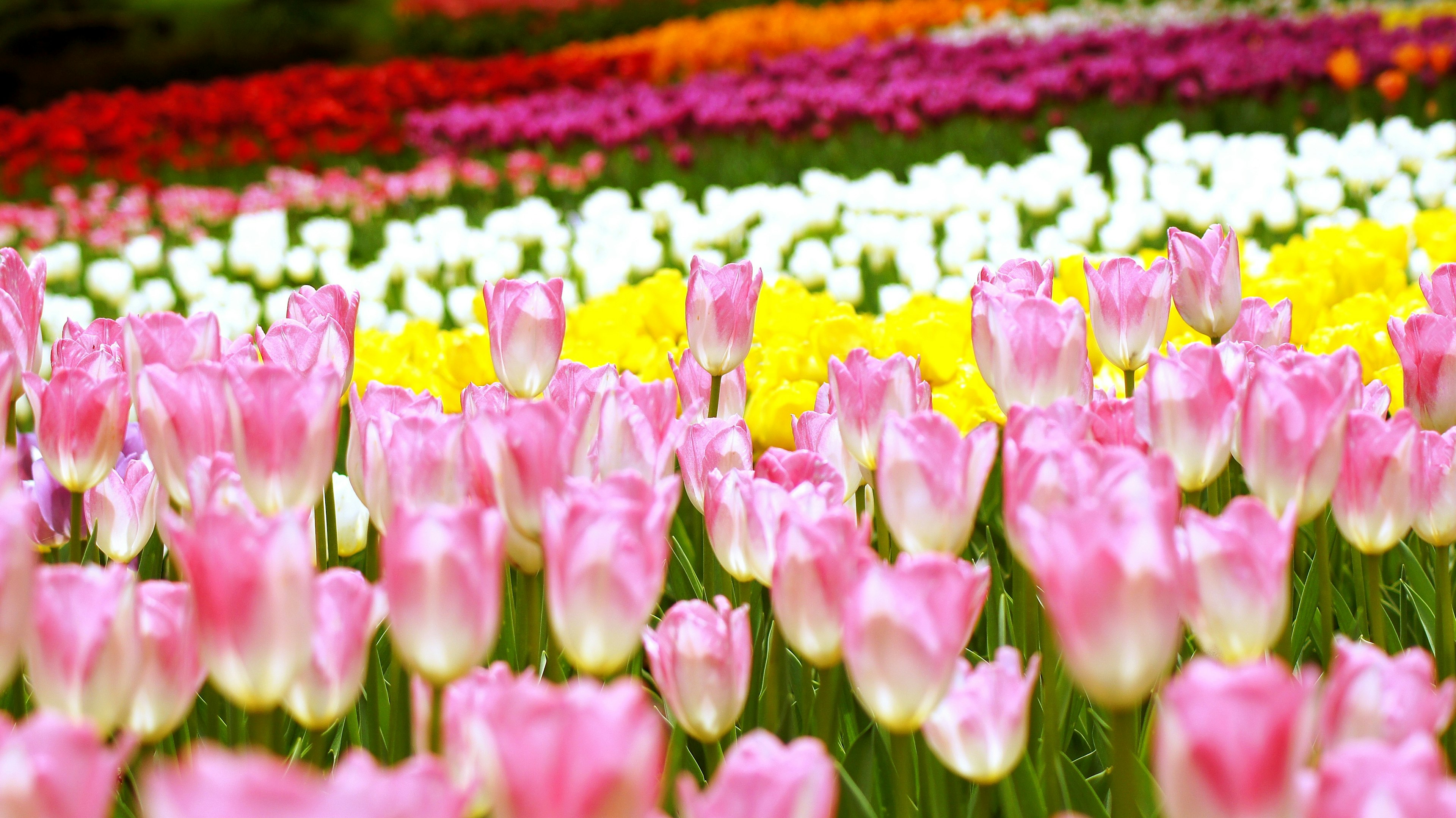 Lanskap indah dari tulip berwarna-warni yang mekar di ladang bunga