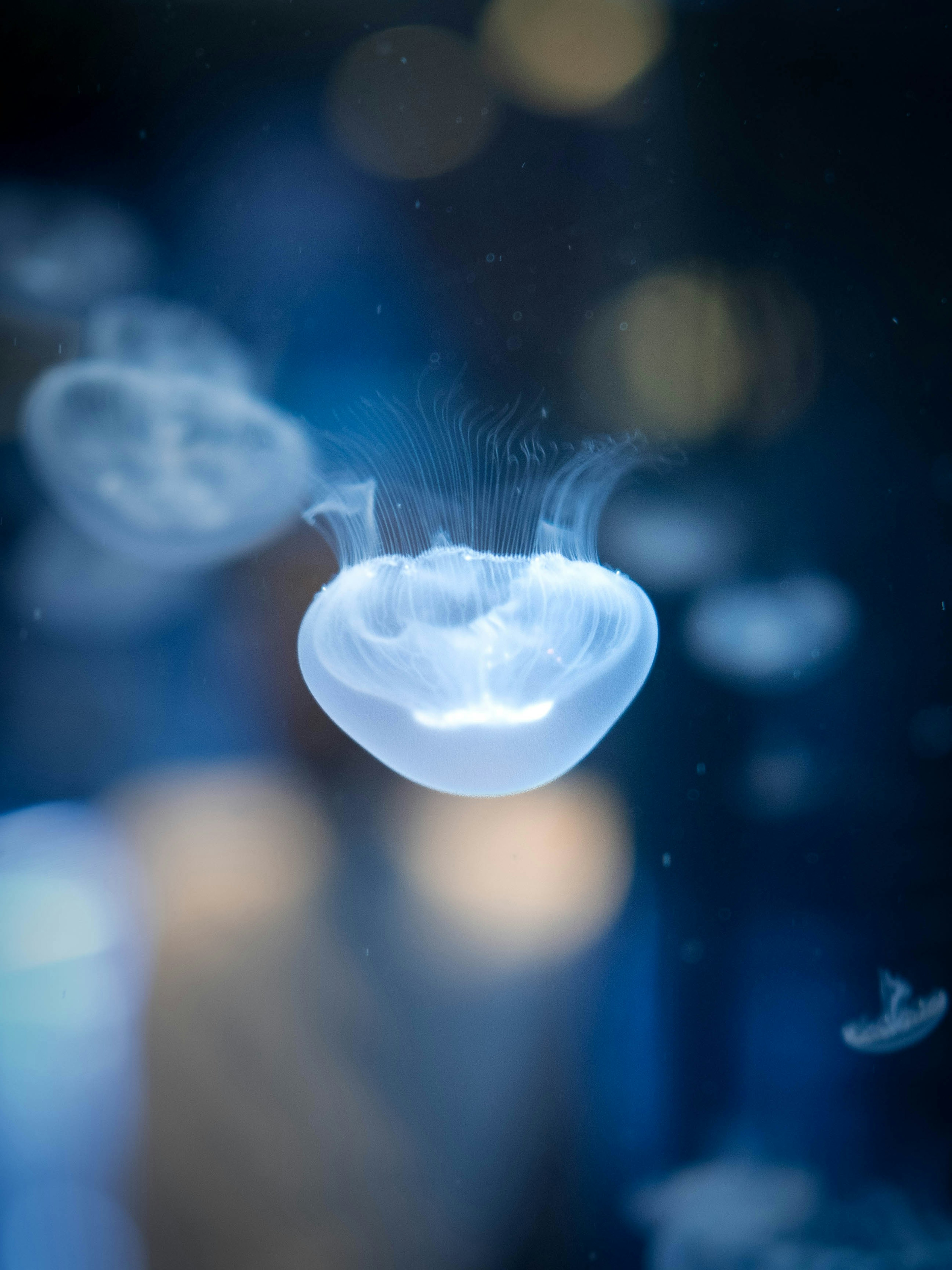 A translucent jellyfish floating against a blue background