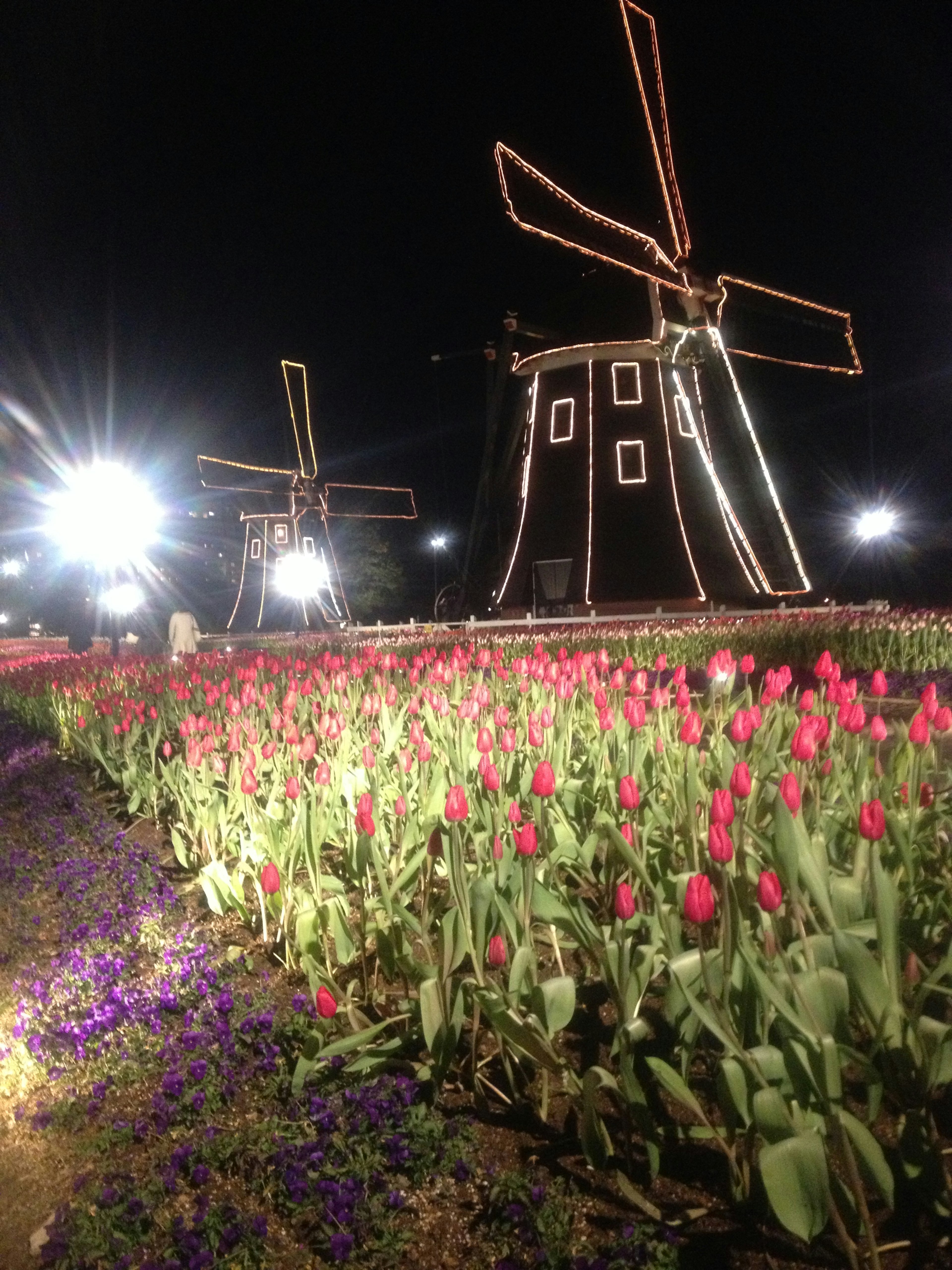 夜の風車とチューリップが美しい光の中で輝く風景