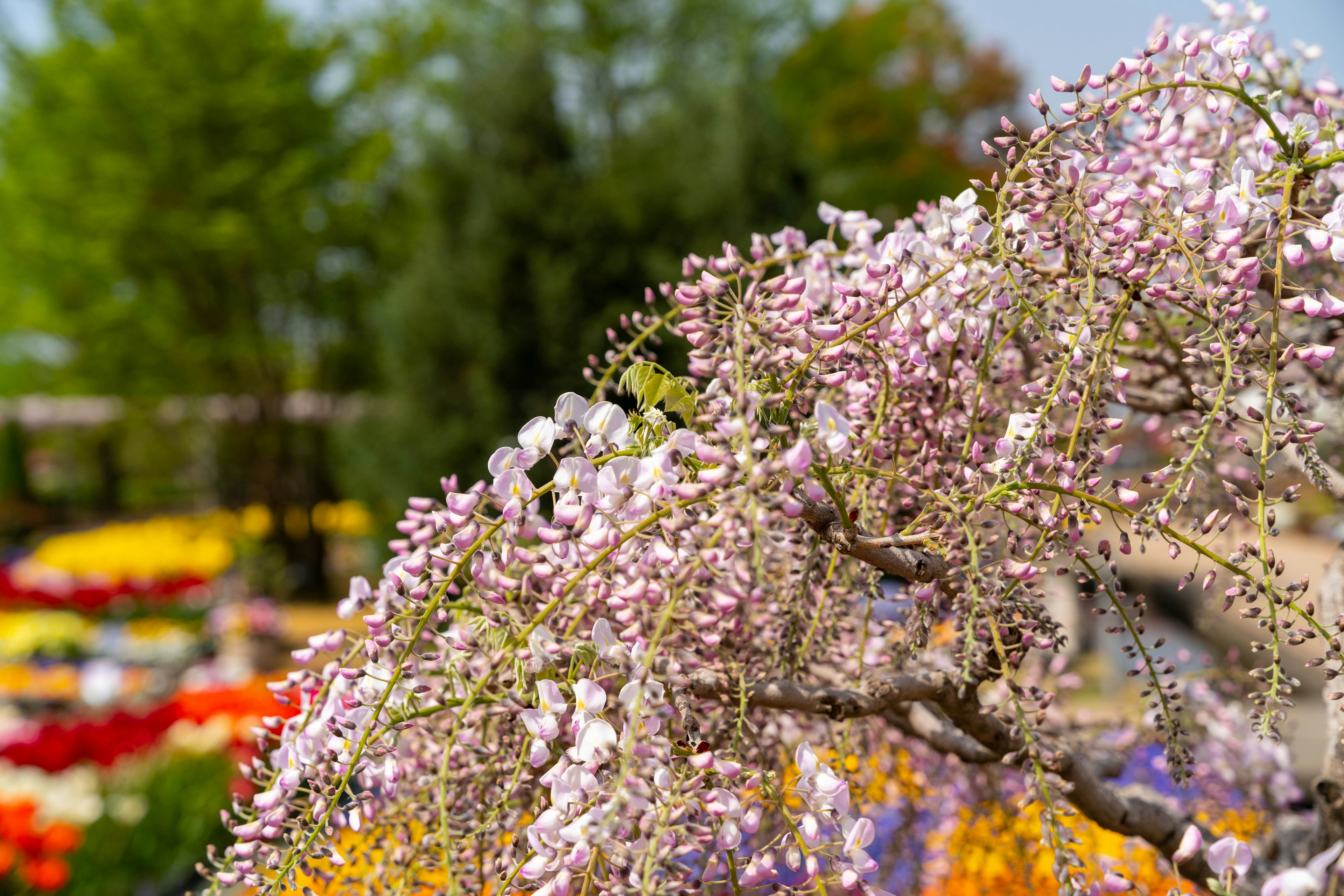 Branche d'un arbre en fleurs avec des fleurs roses et un jardin coloré en arrière-plan