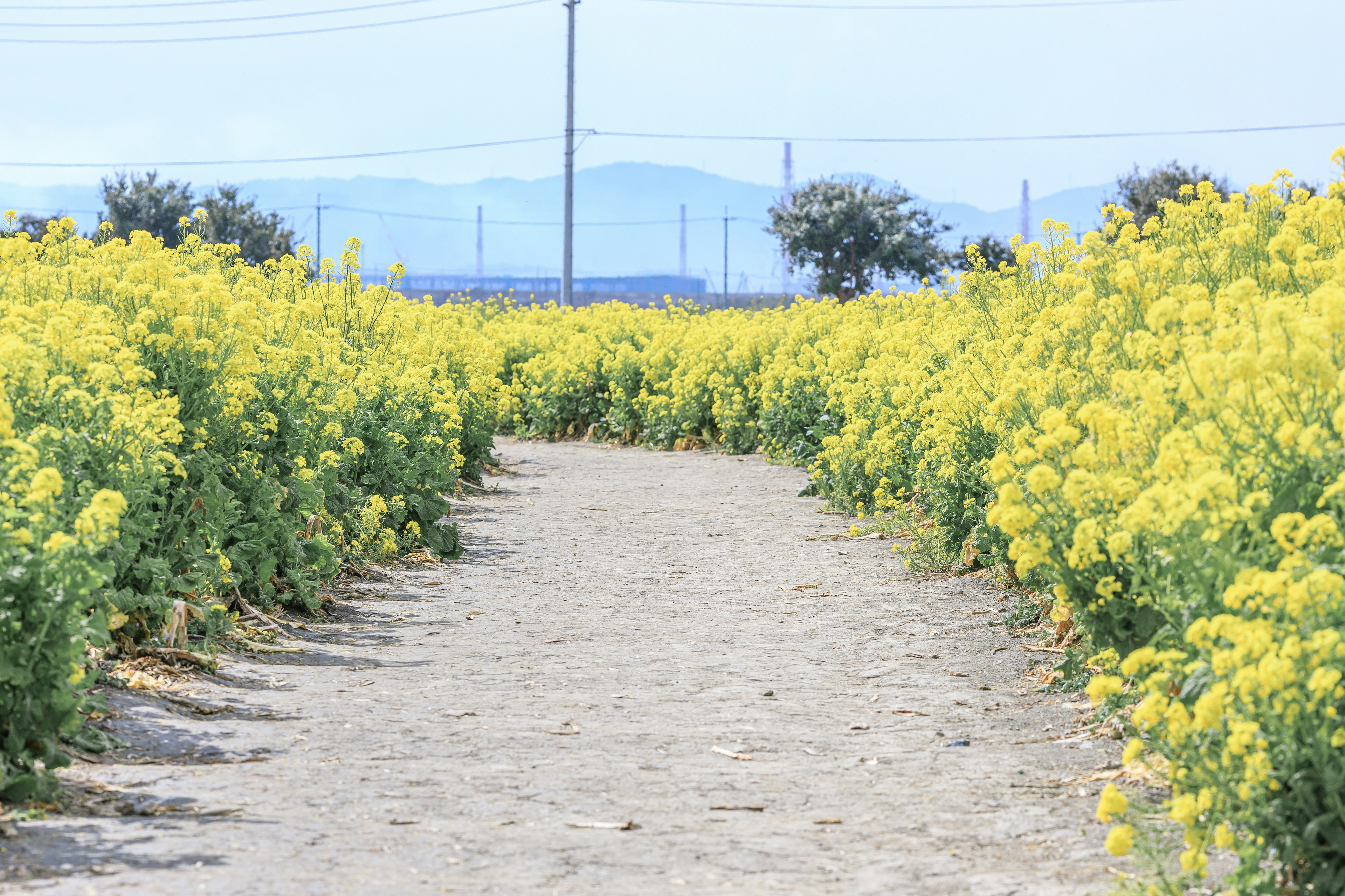 Pathway surrounded by vibrant yellow flowers