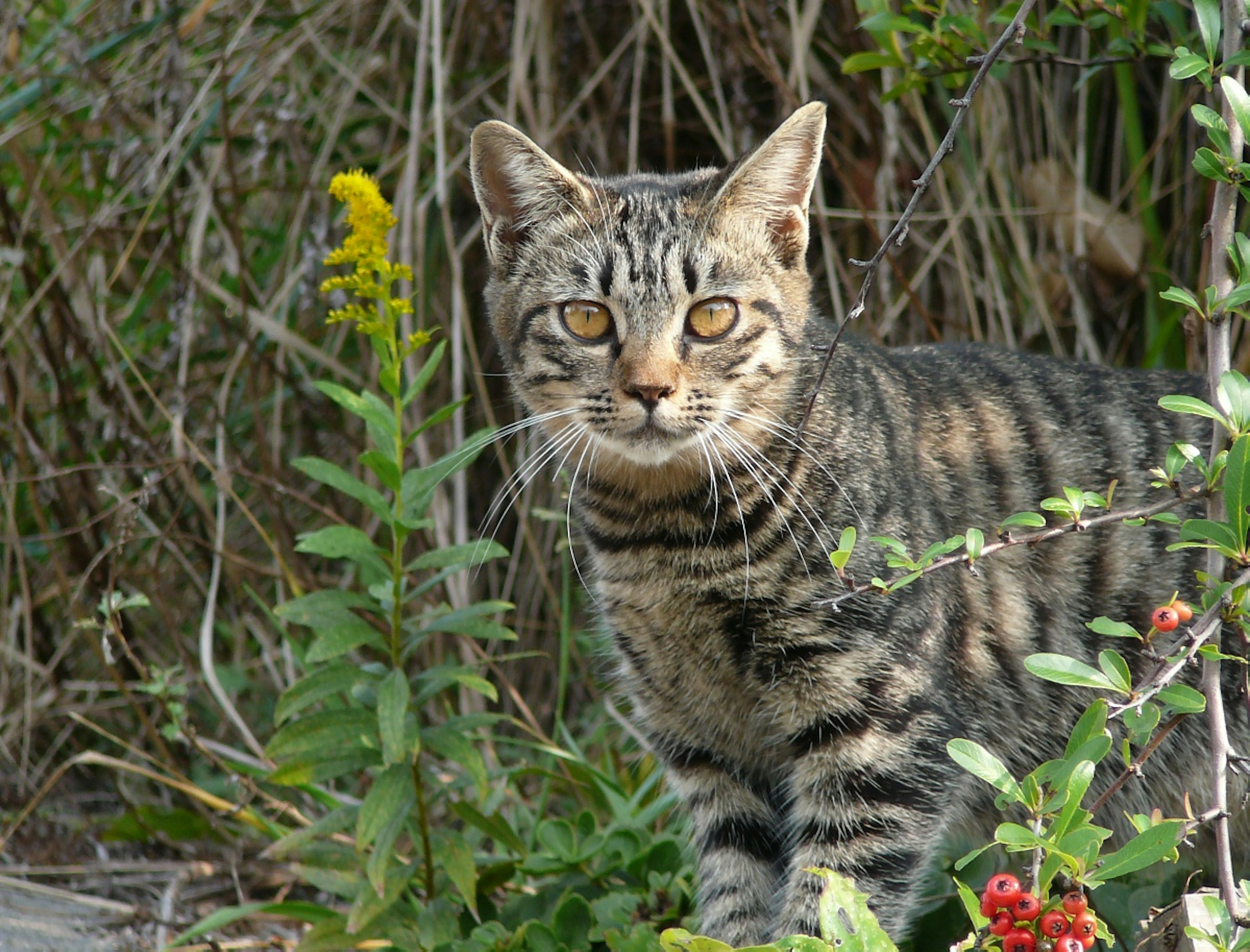 Seekor kucing bergaris berdiri di antara dedaunan hijau dan bunga