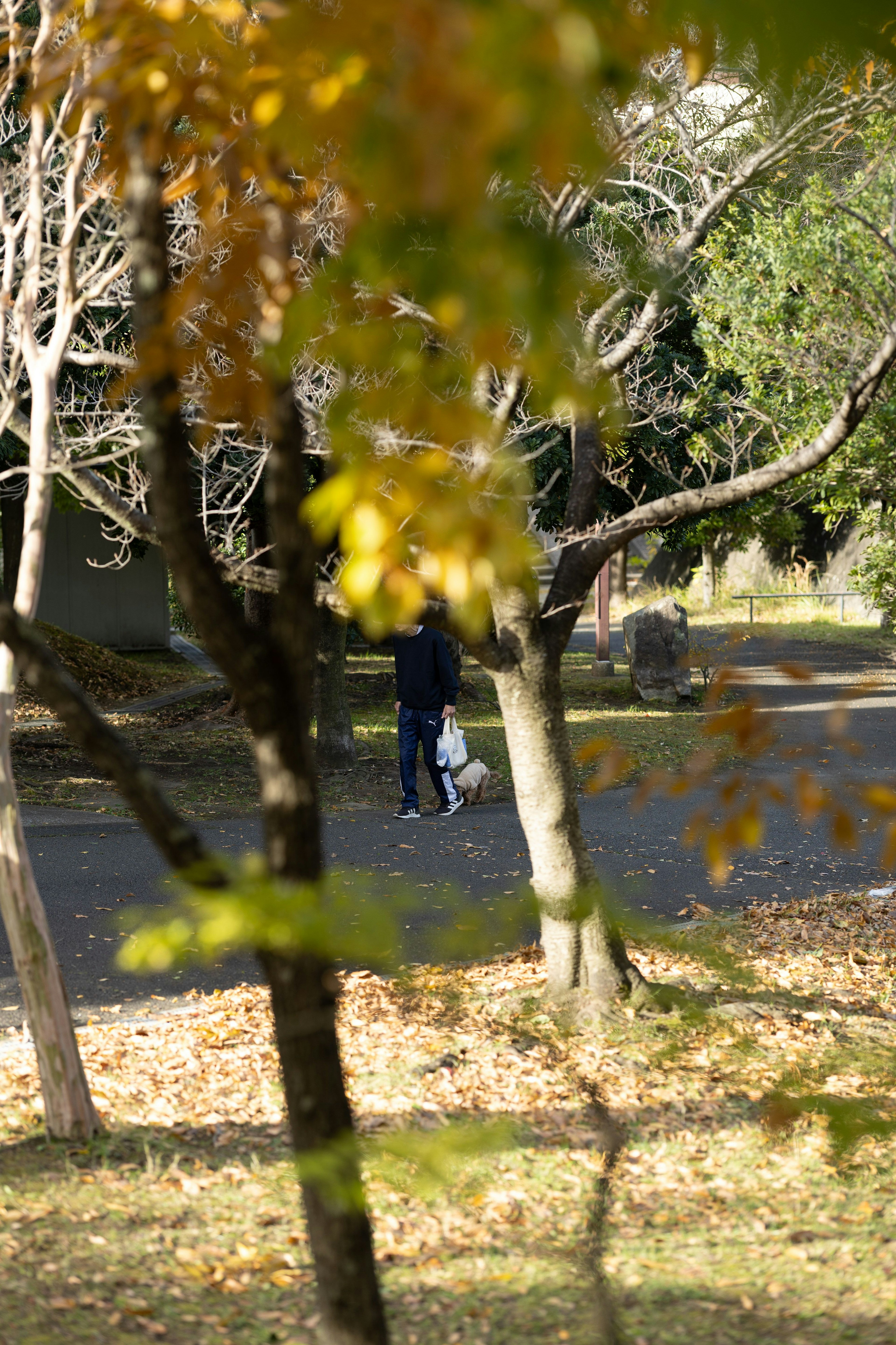 Una persona caminando en un parque de otoño rodeada de hojas coloridas