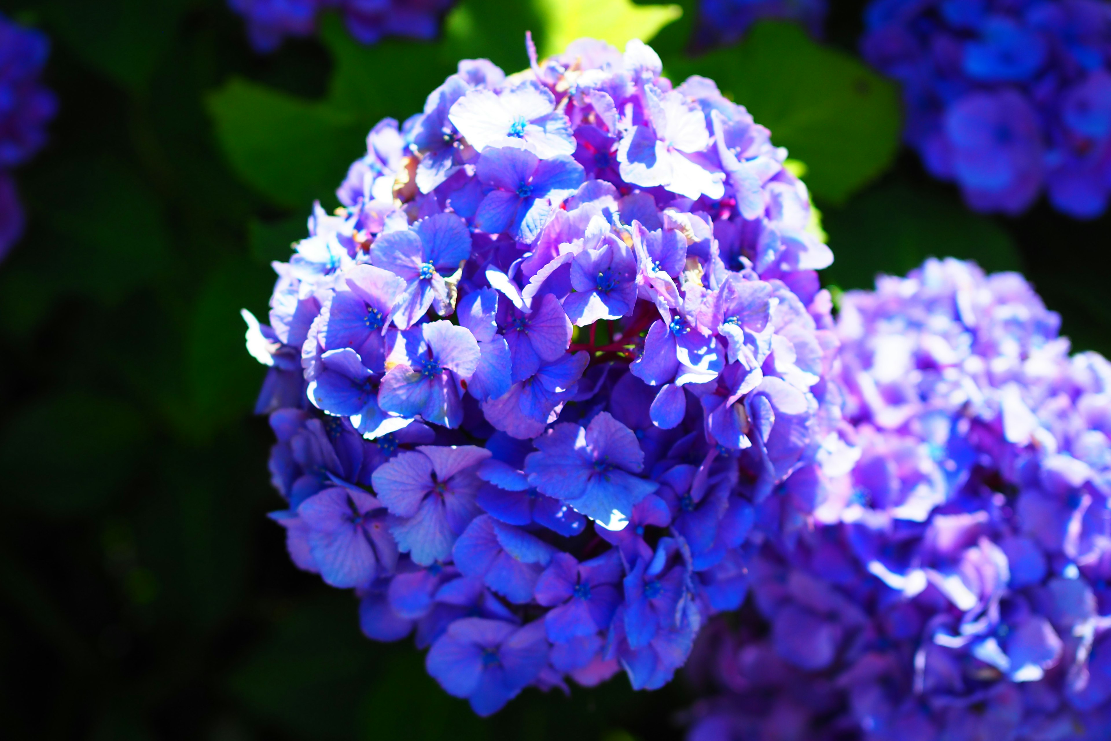 Primo piano di fiori di ortensia viola con sfondo luminoso e foglie verdi