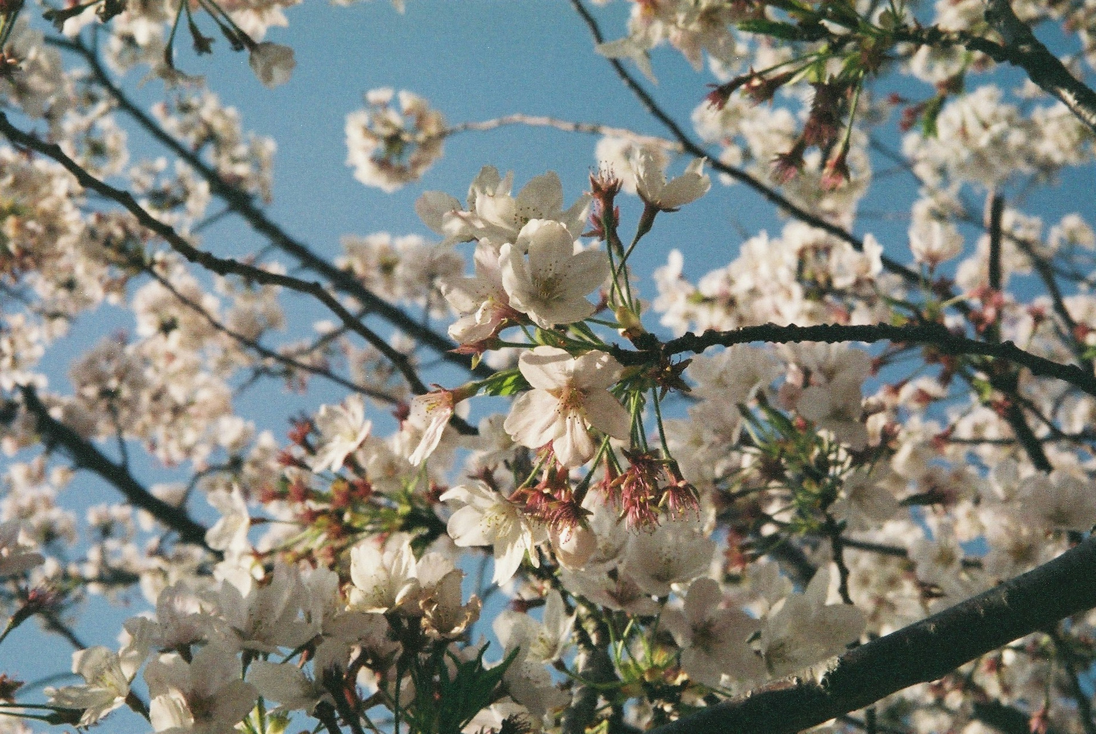 Gros plan sur des fleurs de cerisier et des branches sous un ciel bleu