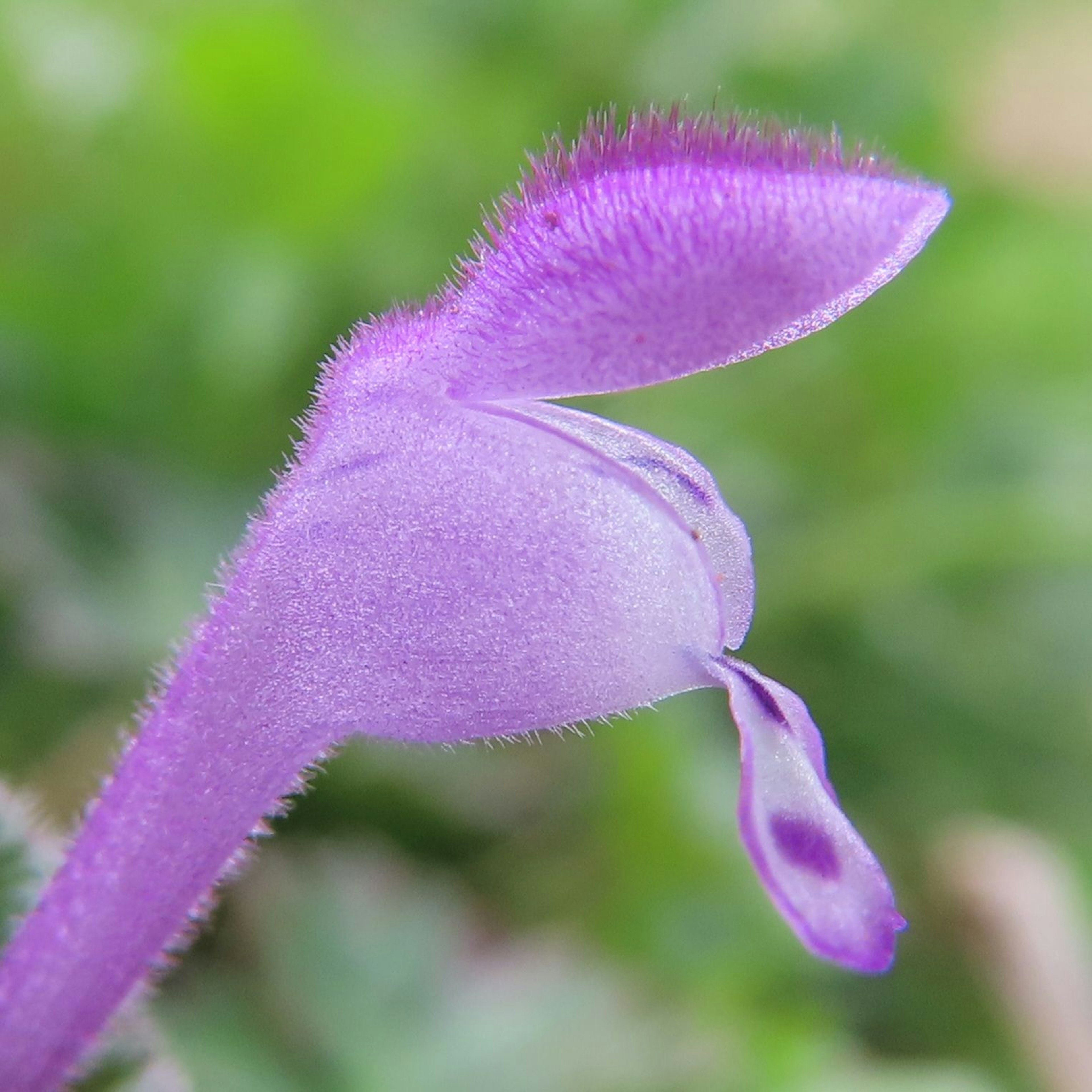 Primer plano de una flor morada con pétalos alargados y una textura peluda