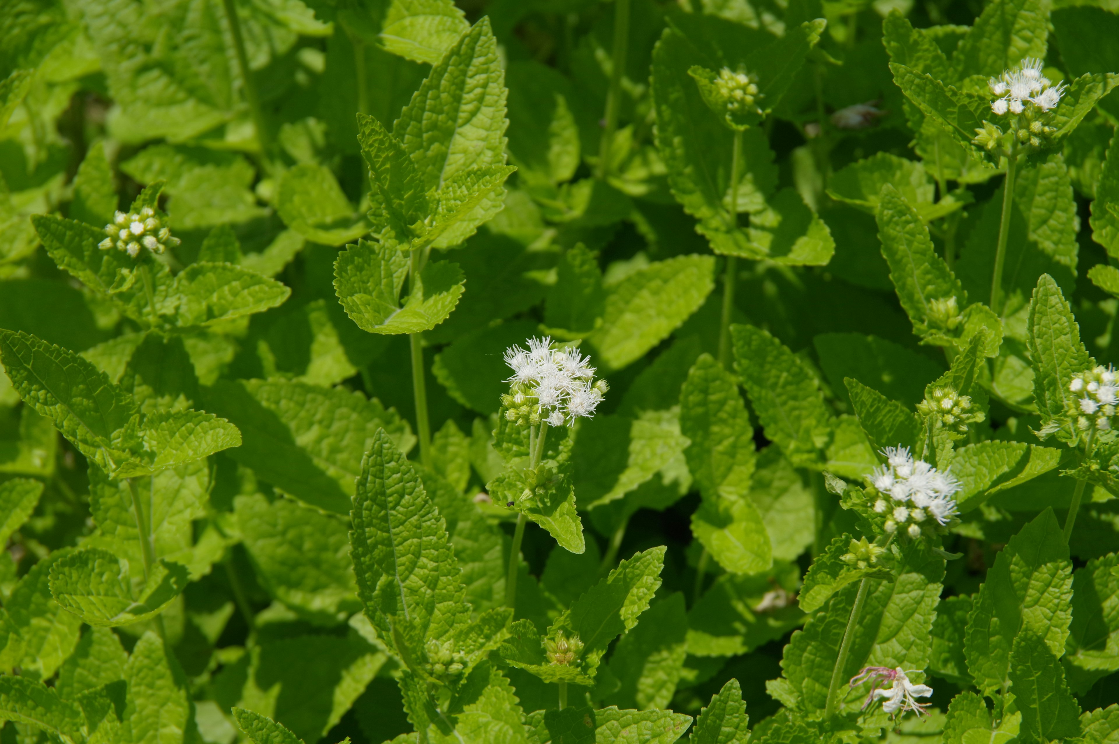 Primer plano de una planta con hojas verdes y pequeñas flores blancas