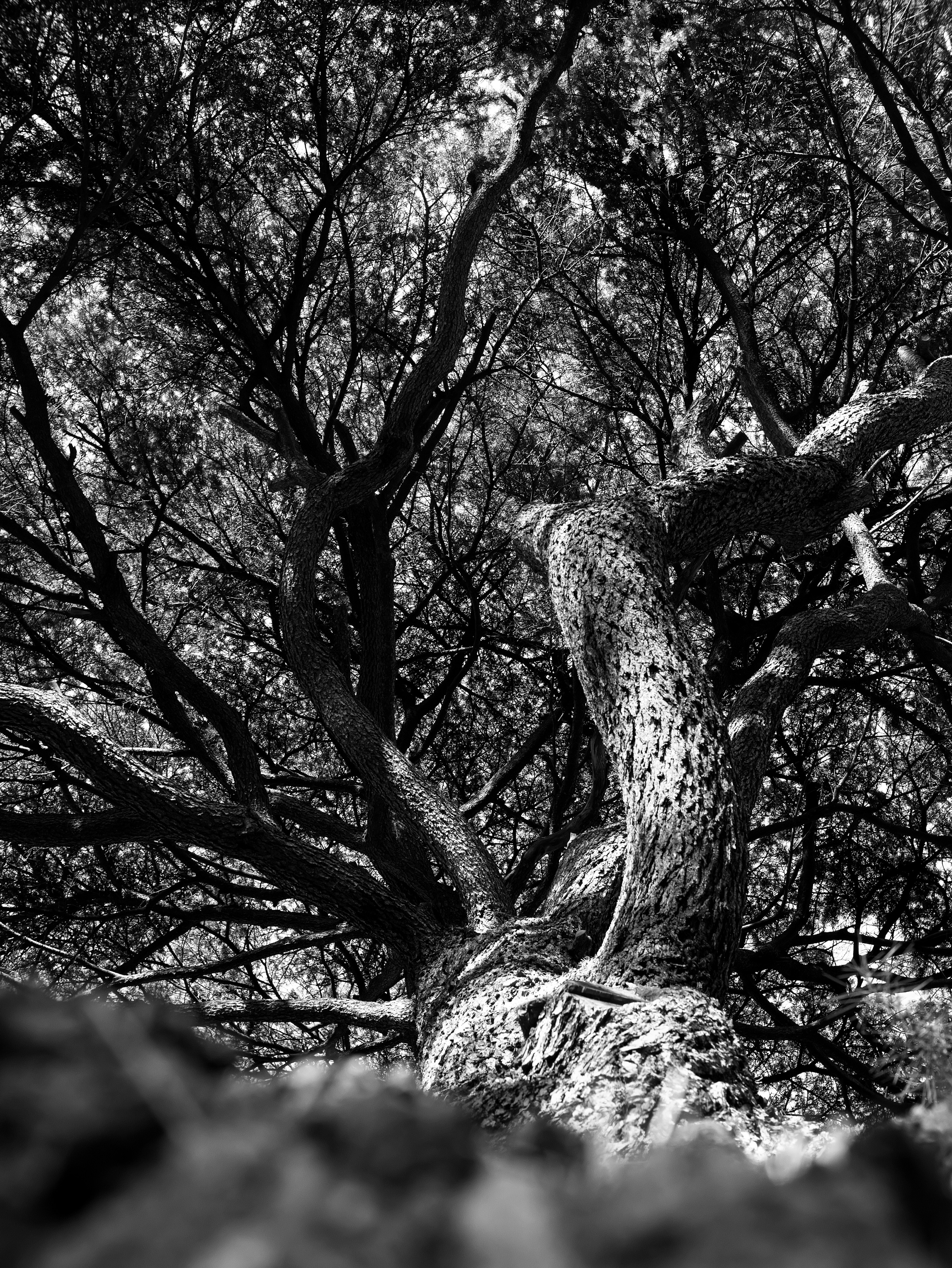 Vista detallada de un tronco de árbol y ramas en blanco y negro