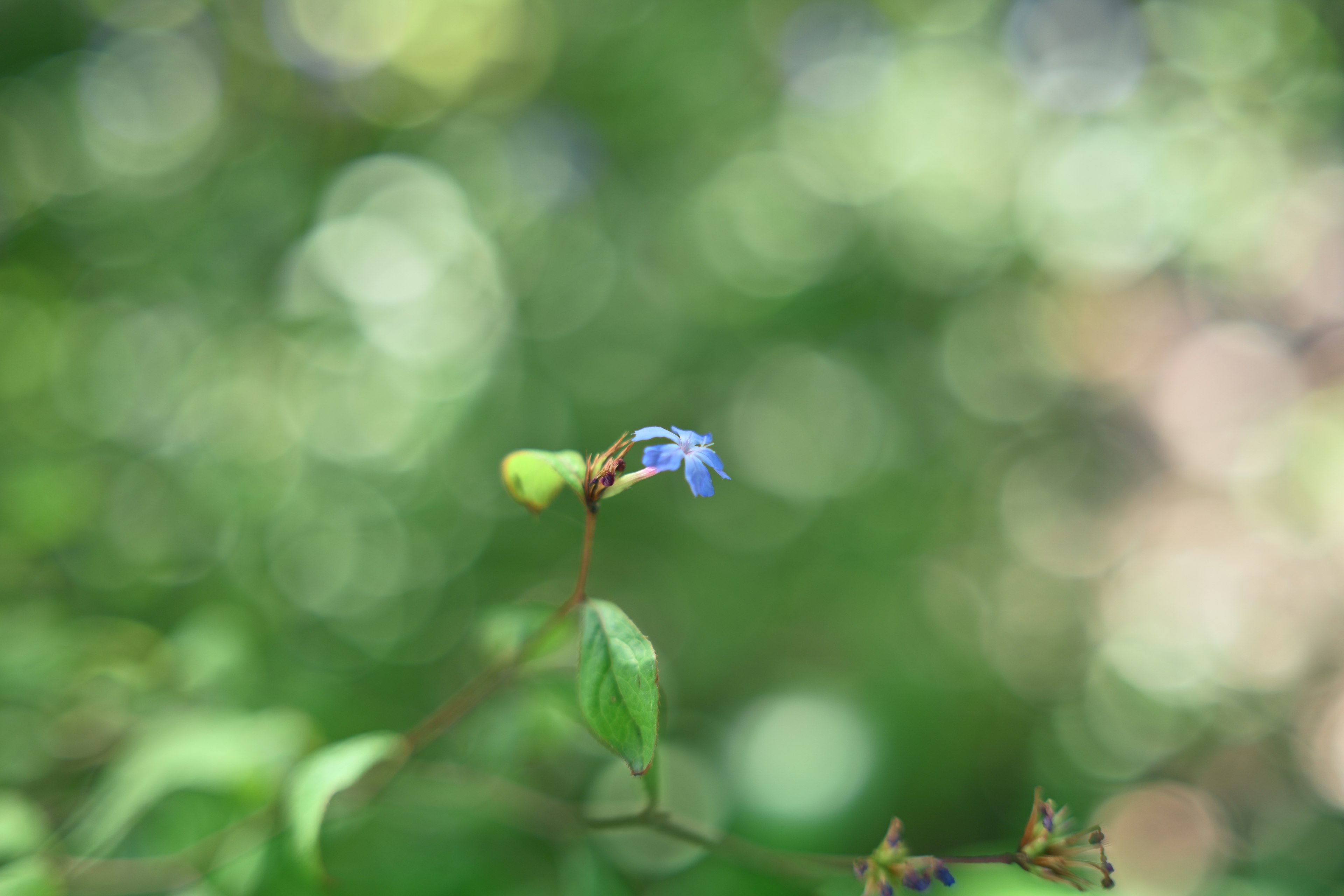 緑の背景に青い花とつぼみがある柔らかい焦点の写真