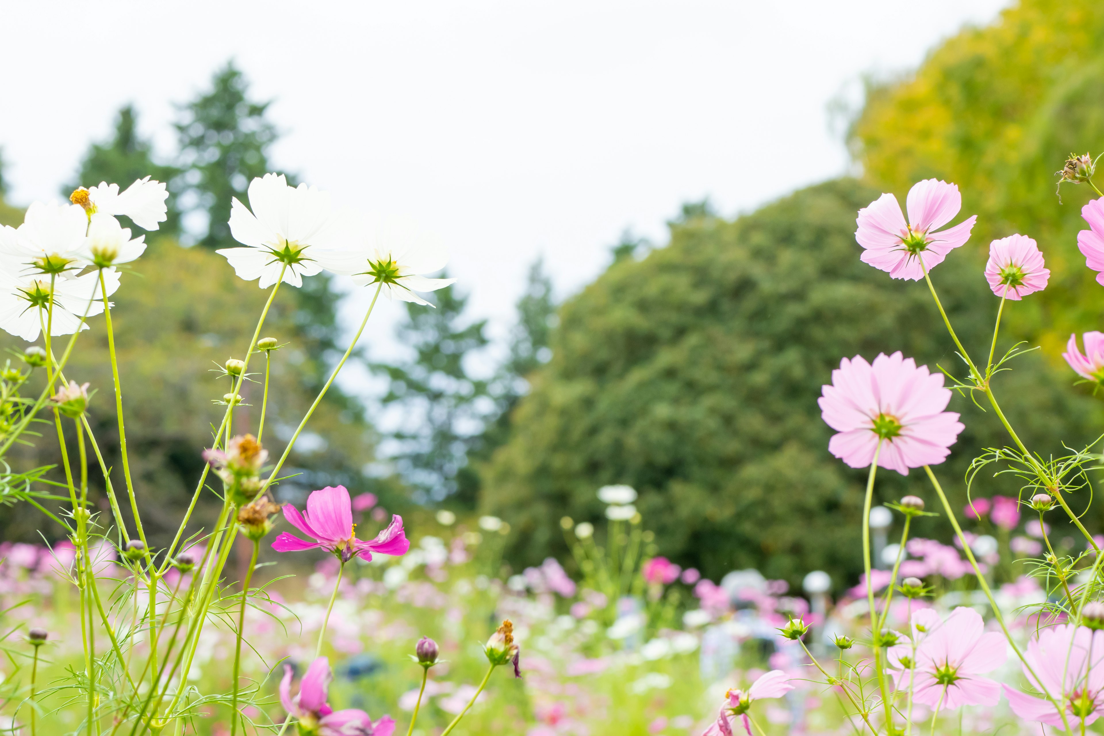 Ein lebendiges Feld mit blühenden Kosmee in verschiedenen Farben