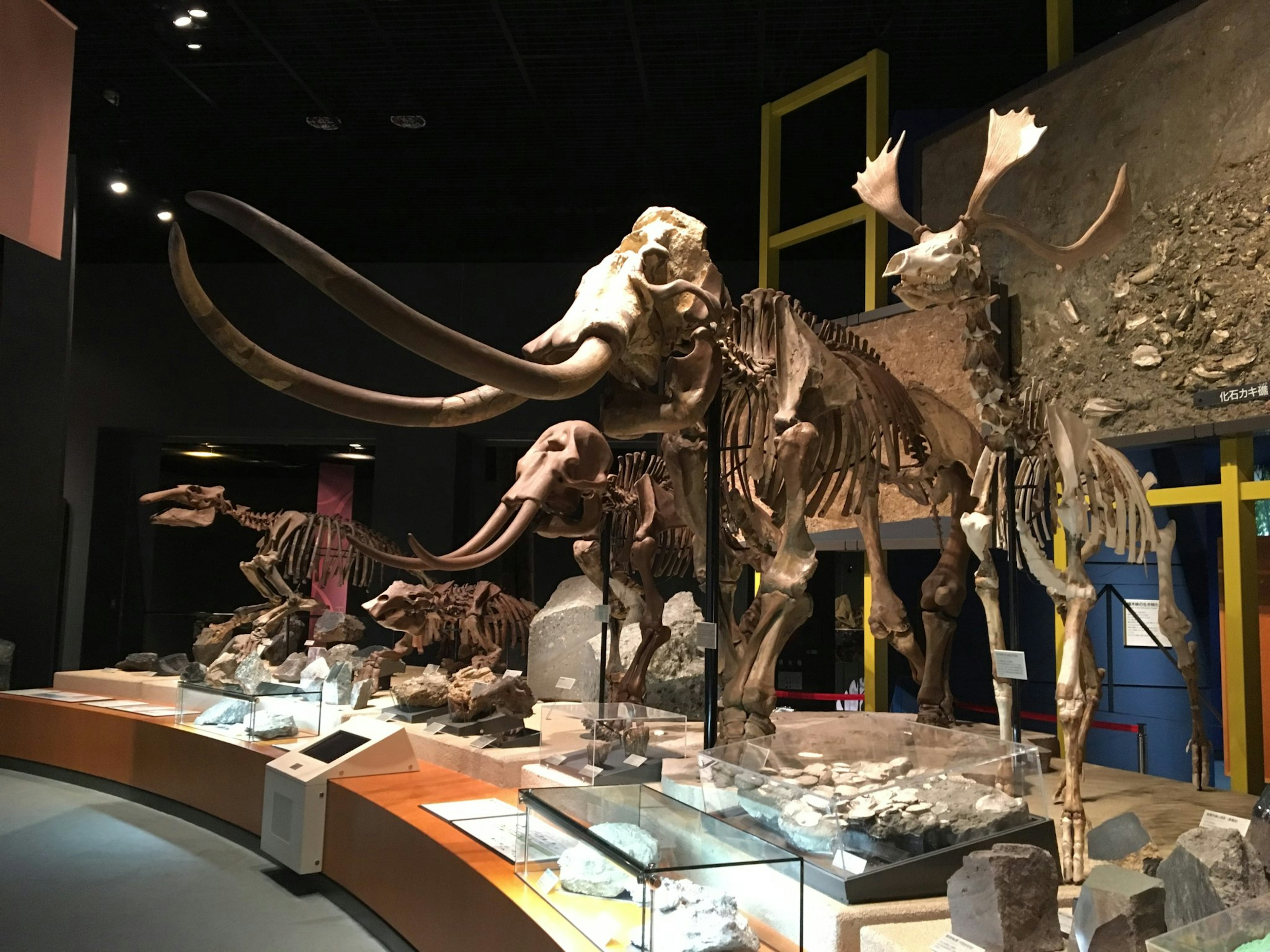 Interior of a museum showcasing fossilized mammoth skeletons