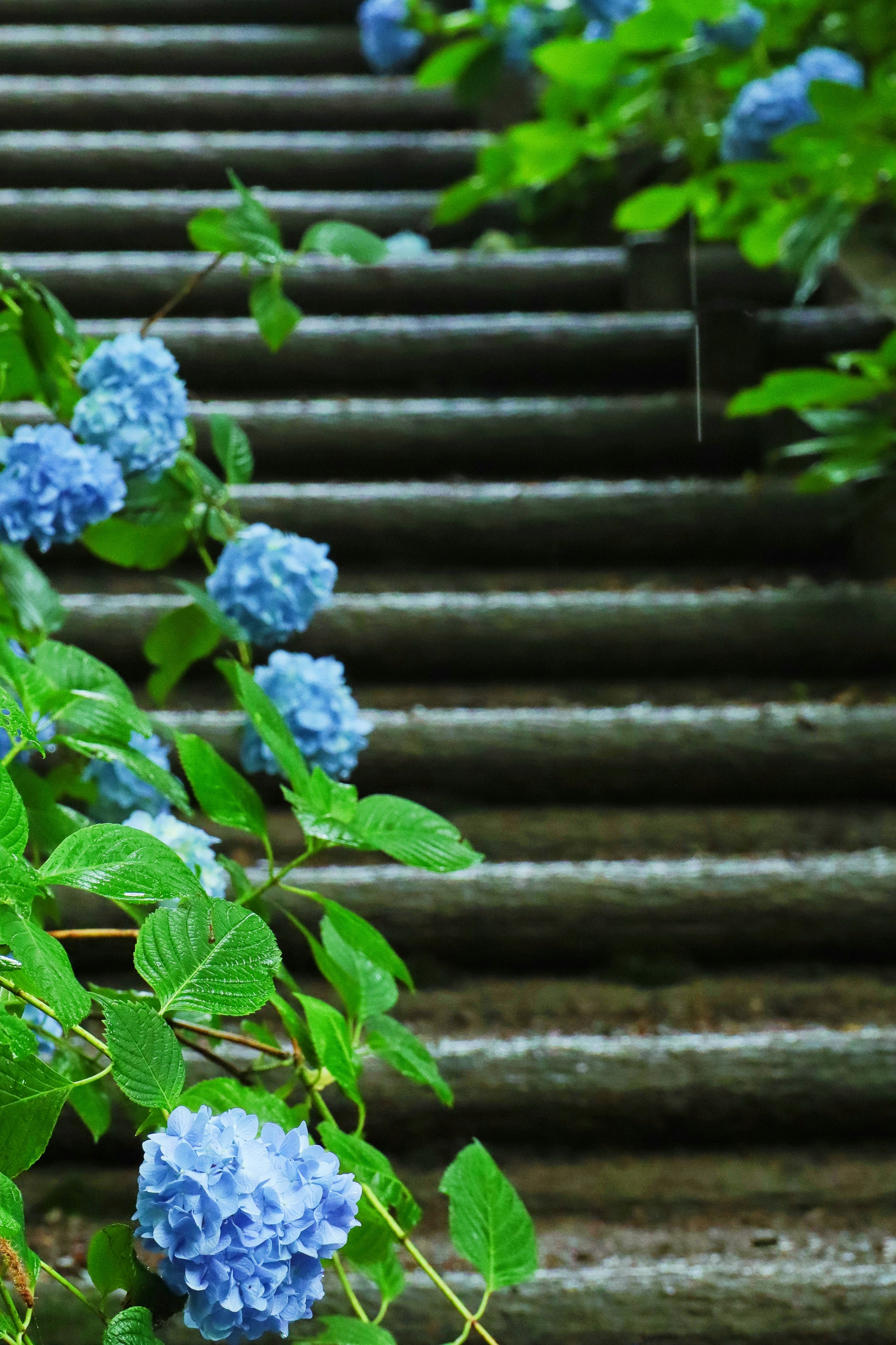 Blaue Hortensienblüten und grüne Blätter entlang einer Steintreppe