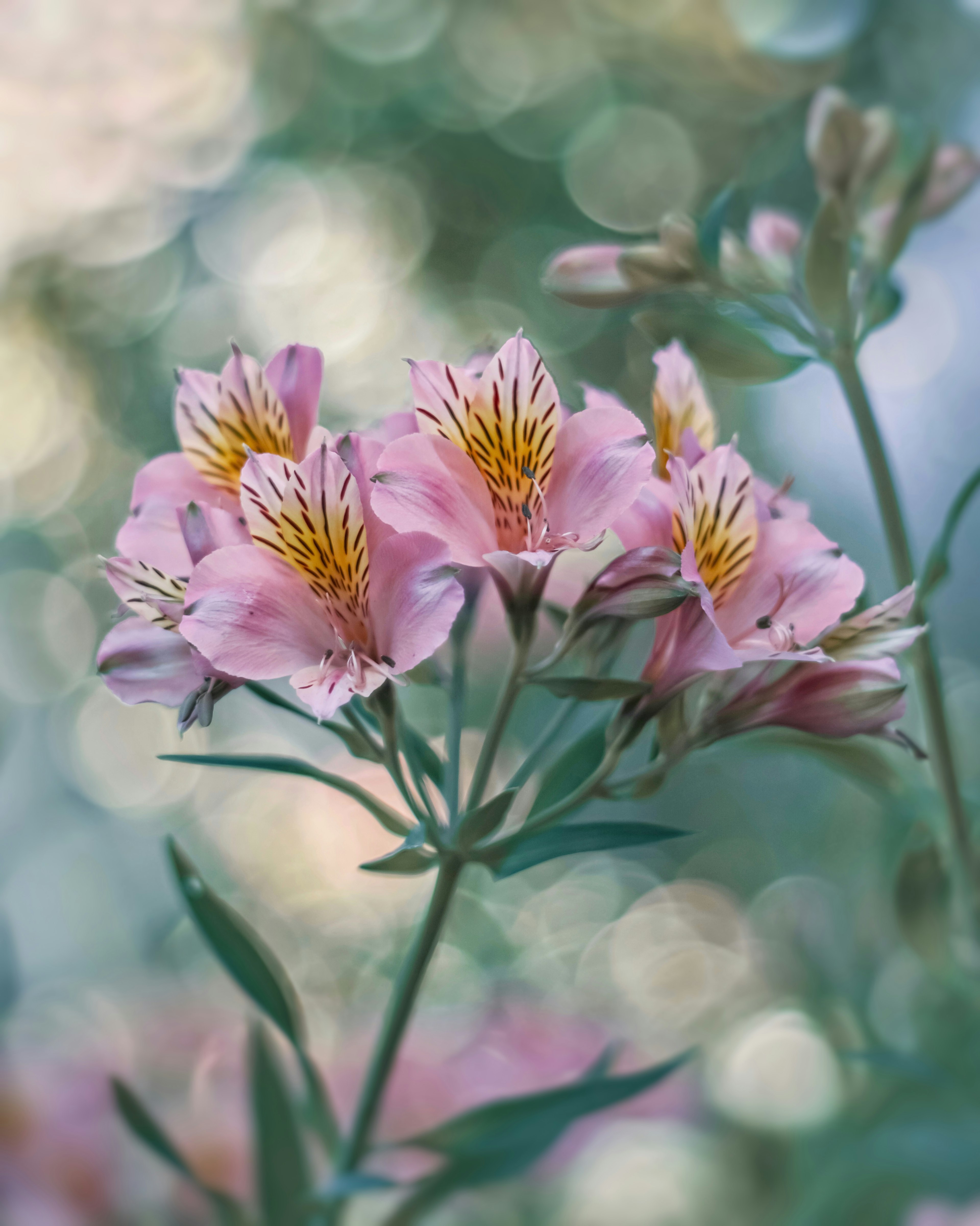 Groupe de fleurs d'Alstroemeria roses avec des marques jaunes sur un fond vert flou