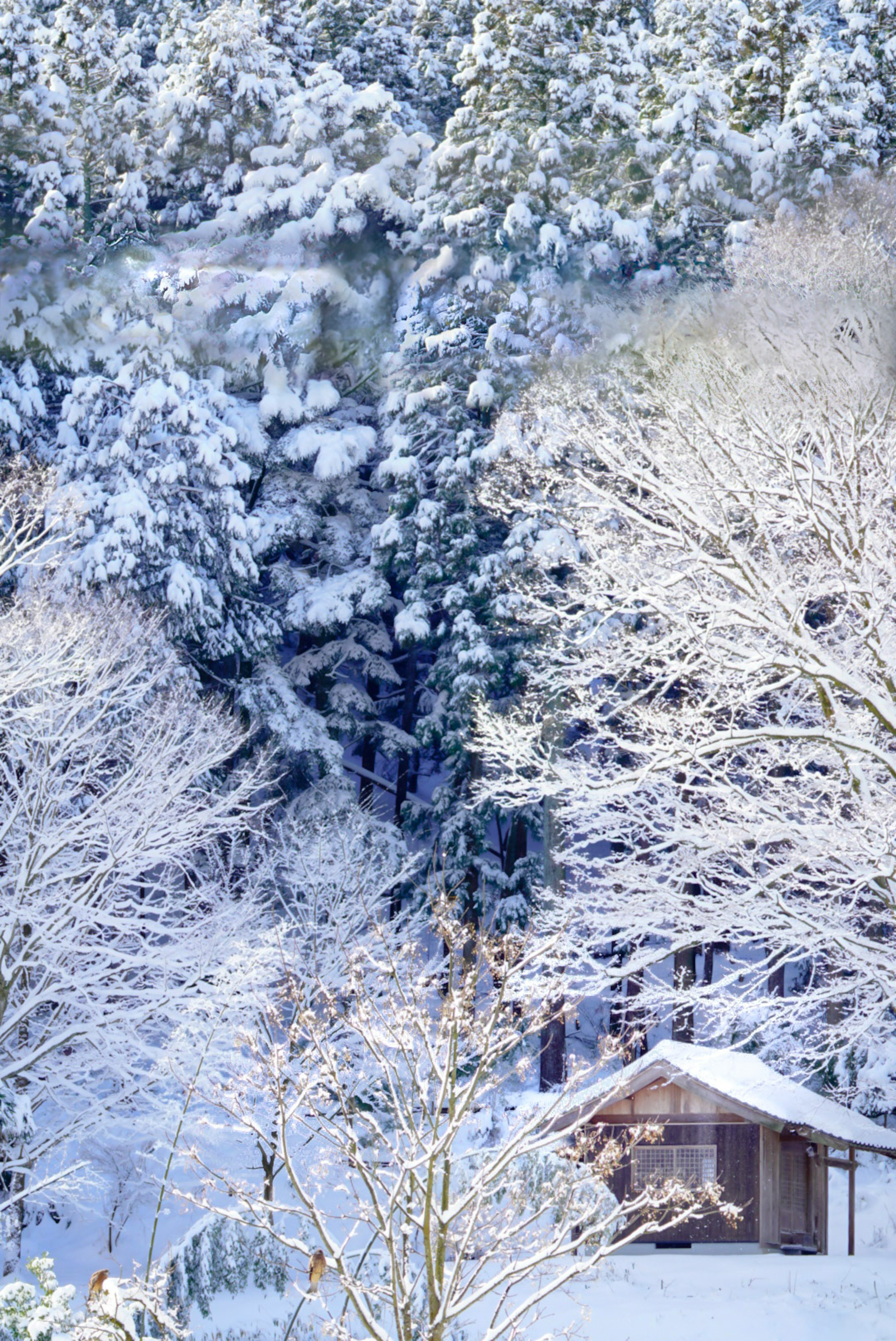 Malersicher Blick auf einen schneebedeckten Wald mit einer kleinen Hütte