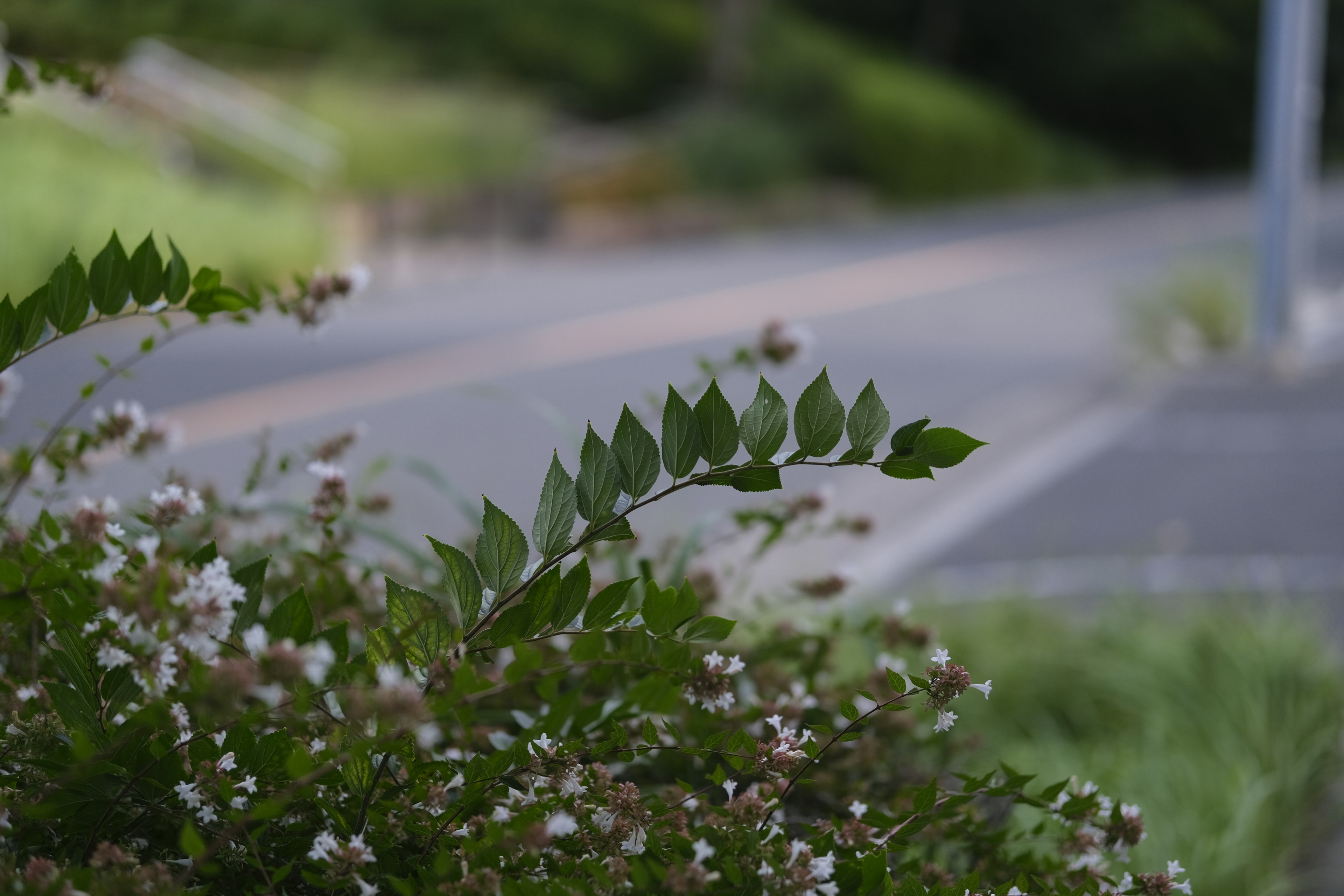 Pflanze mit kleinen weißen Blüten und grünen Blättern in der Nähe einer Straße