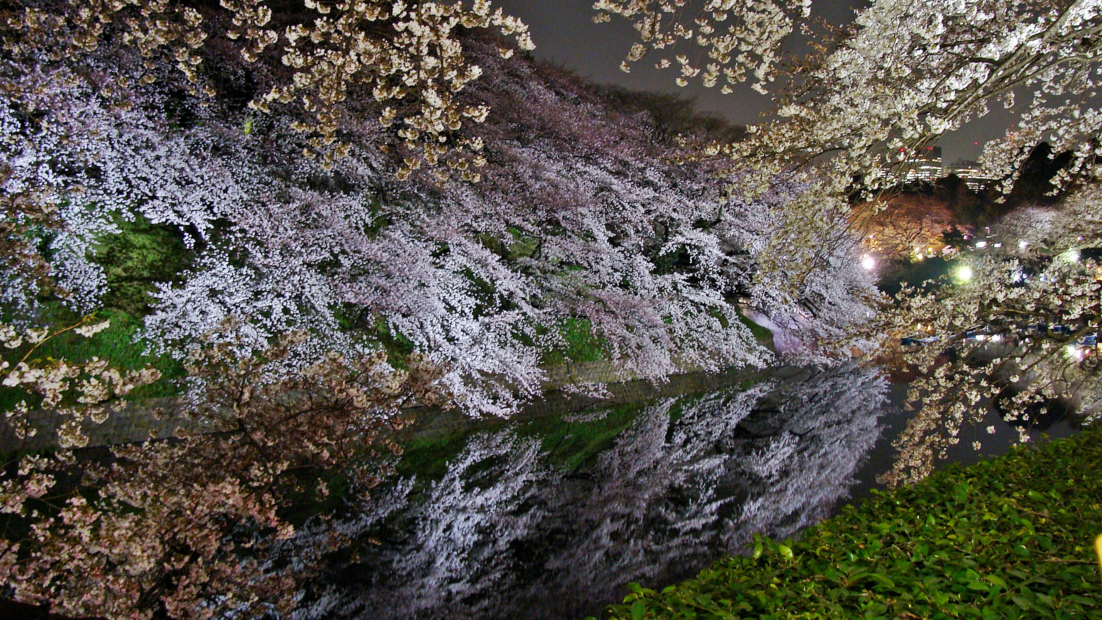 Vista nocturna de los cerezos reflejándose en el río