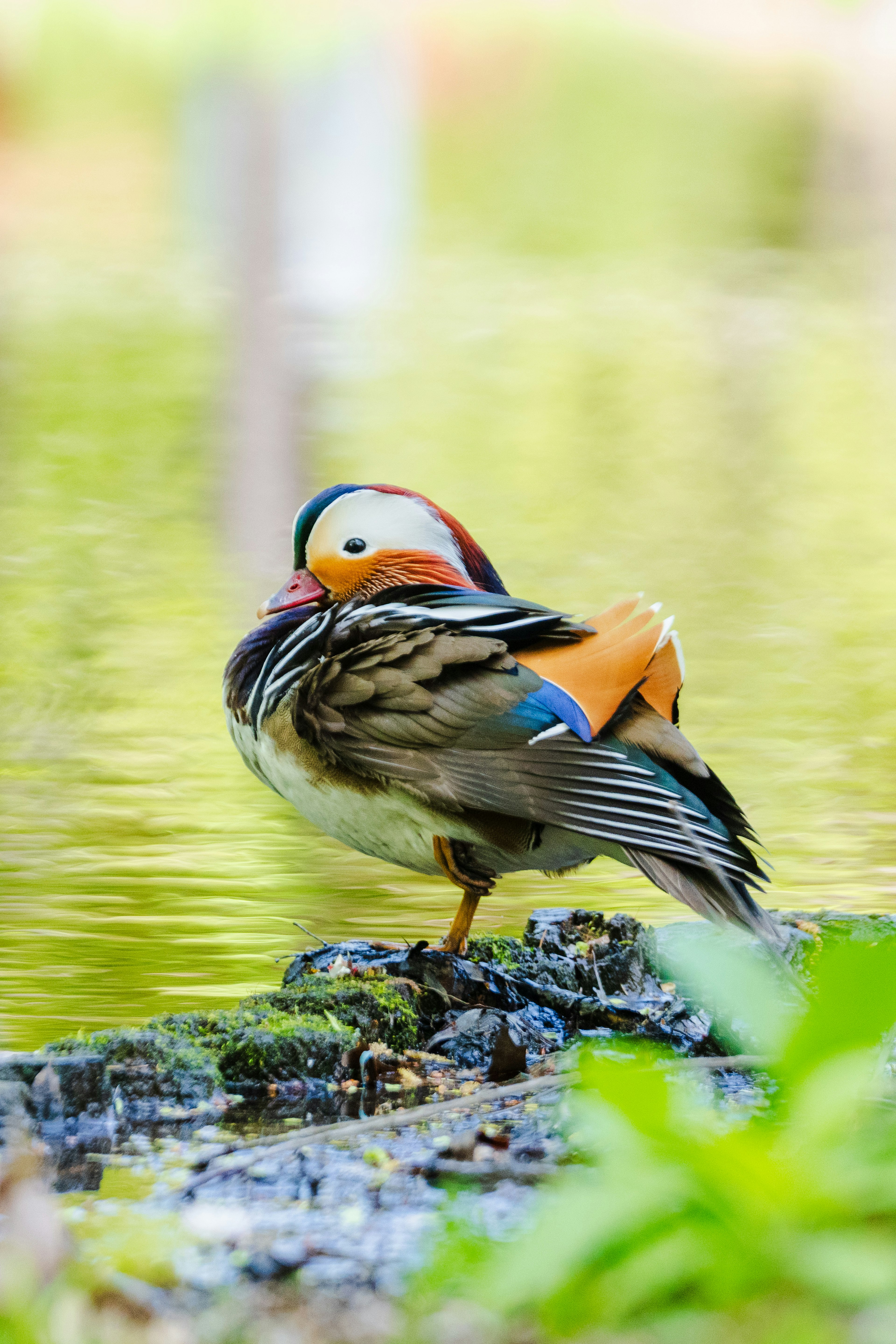 Seekor bebek mandarin berdiri di atas batu di tepi air bulu yang cerah dan latar belakang tenang