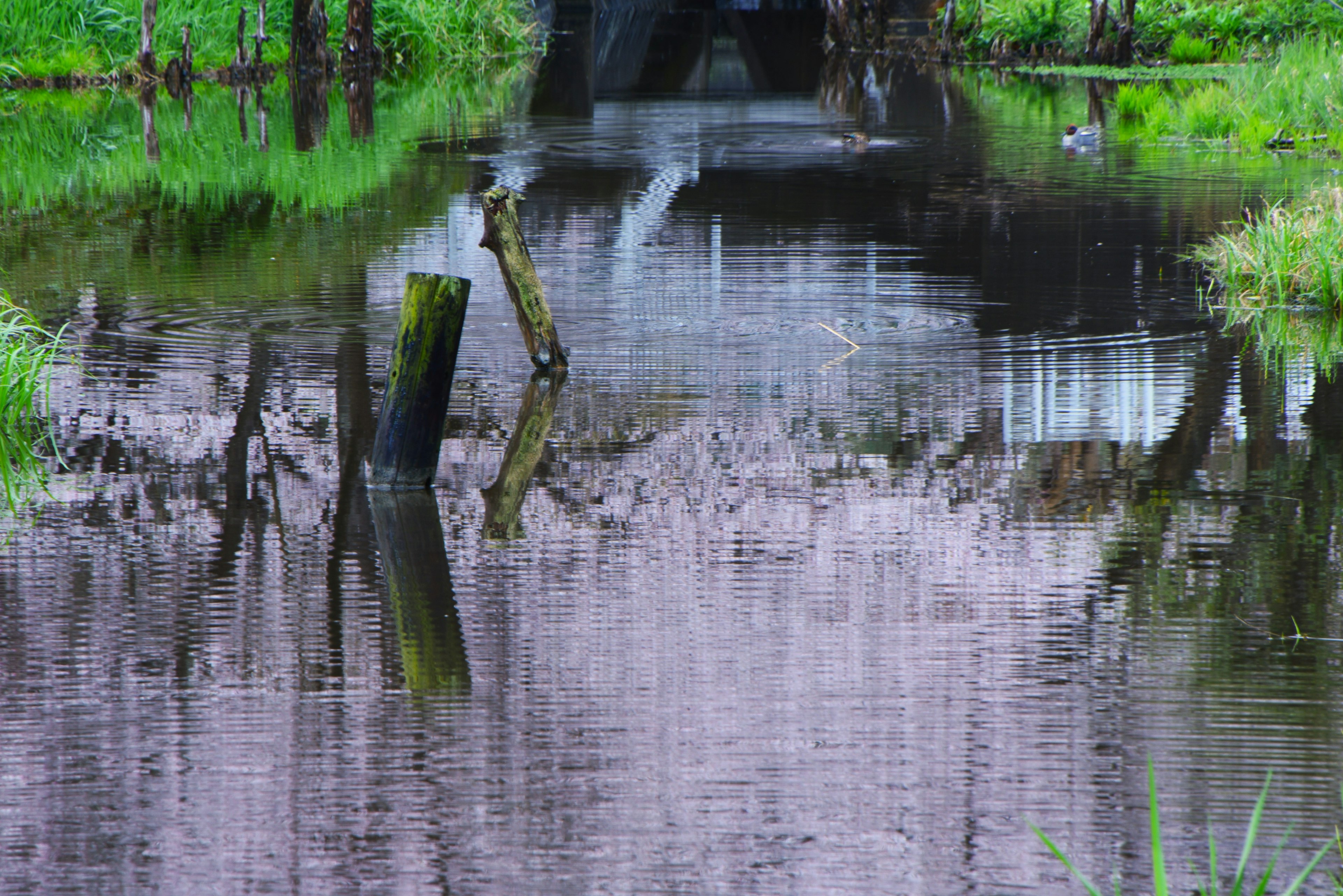 Paysage aquatique serein entouré d'arbres verts avec des troncs d'arbres tombés et des reflets