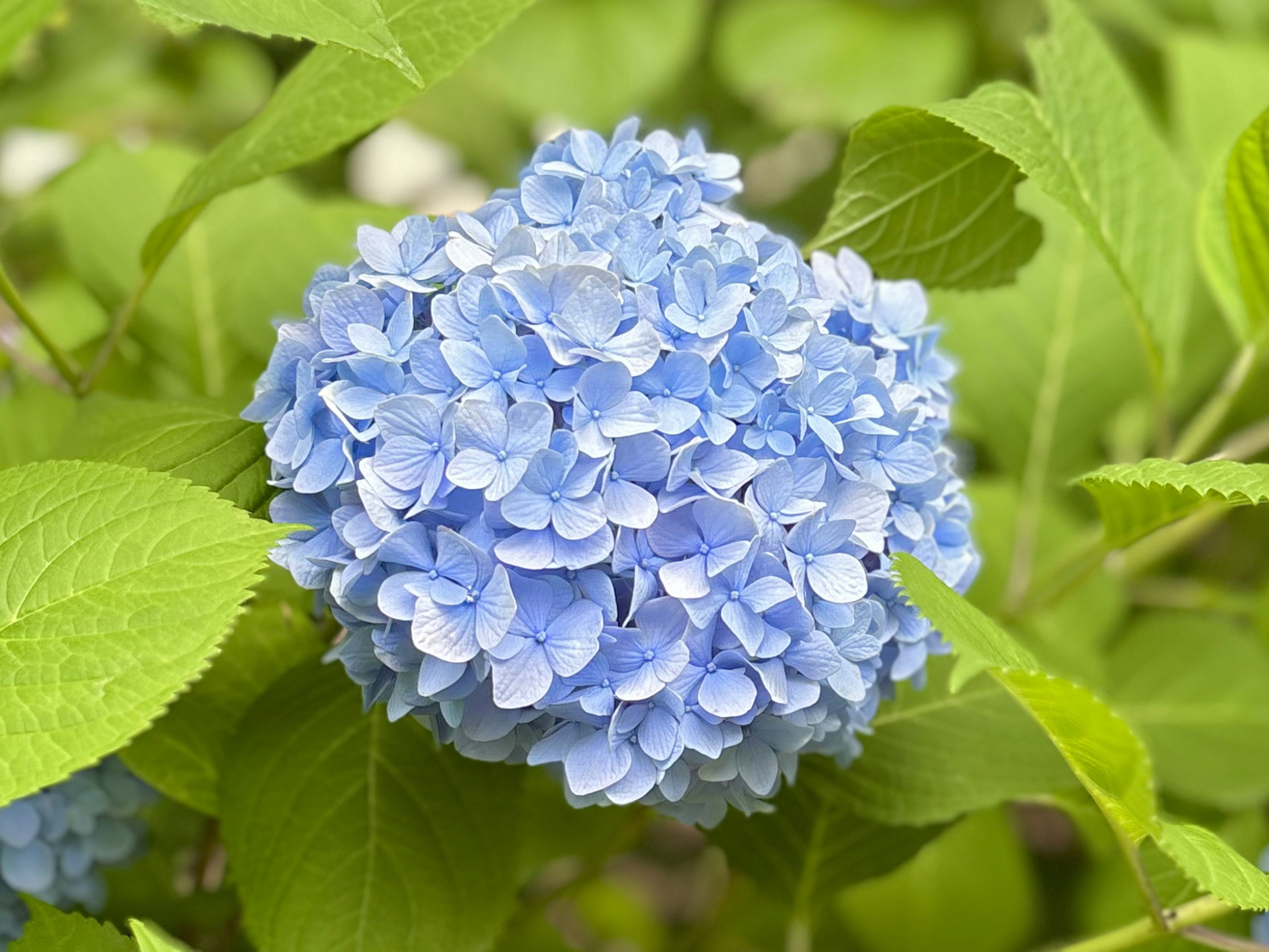 Blue hydrangea flower with green leaves